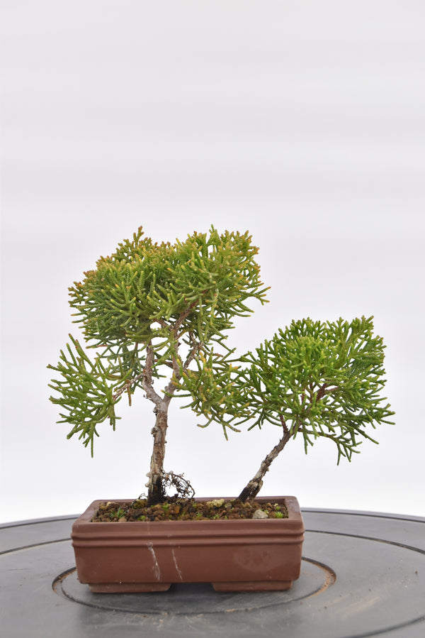 Ginepro Kishu € 80 | La Gemma del bonsai