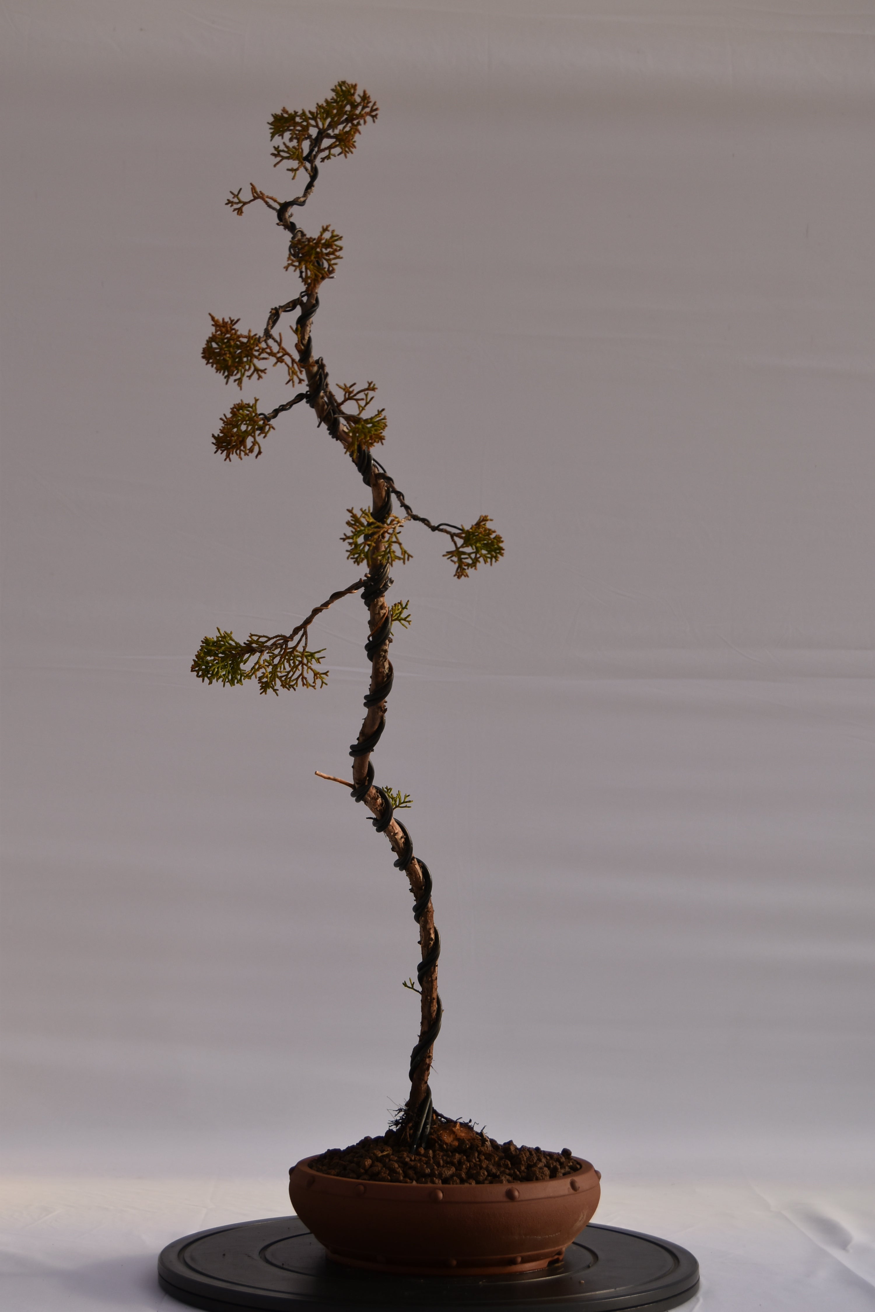 Kishu Bunjin-gin € 550 | La Gemma del bonsai