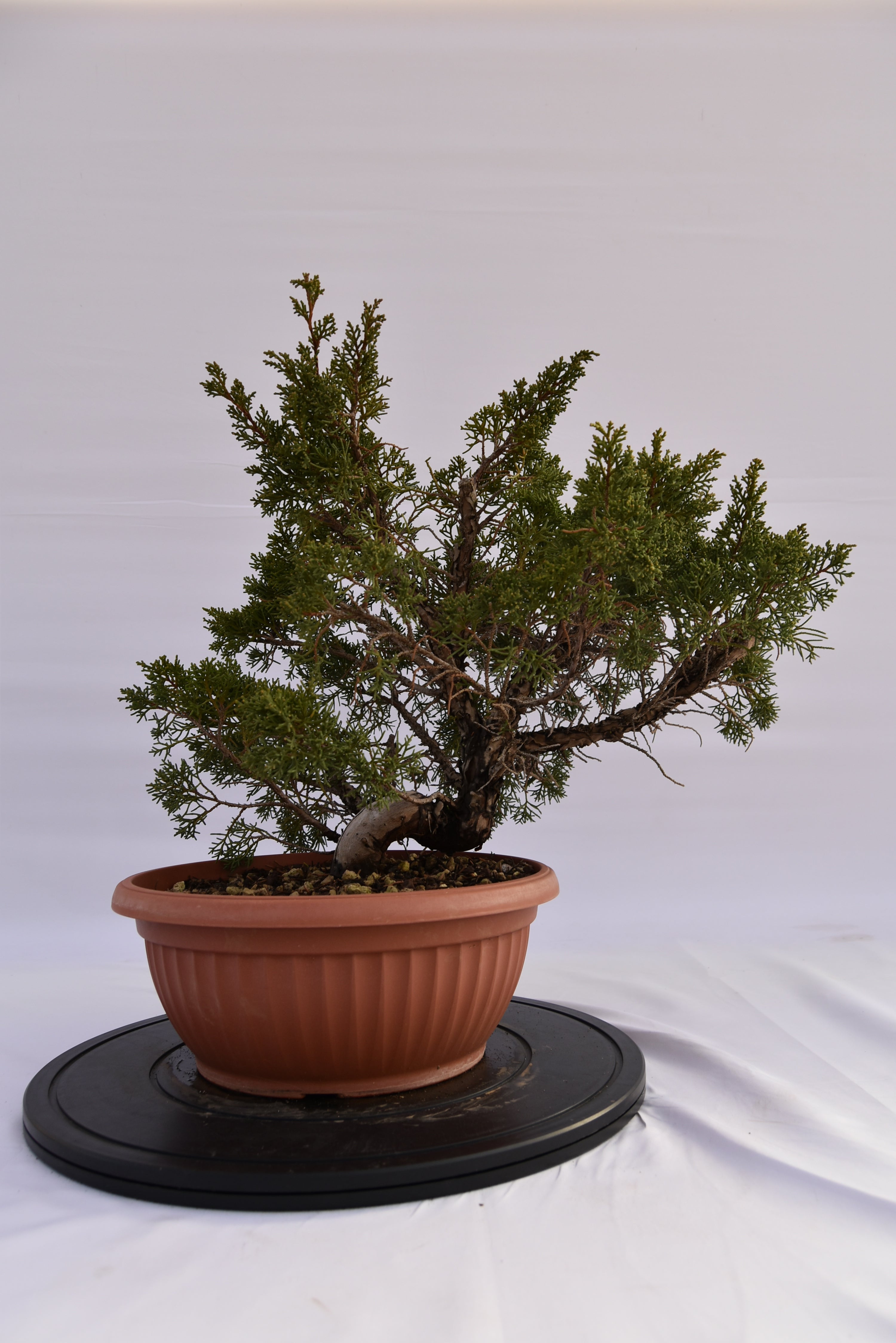Ginepro Kishu € 250 | La Gemma del bonsai