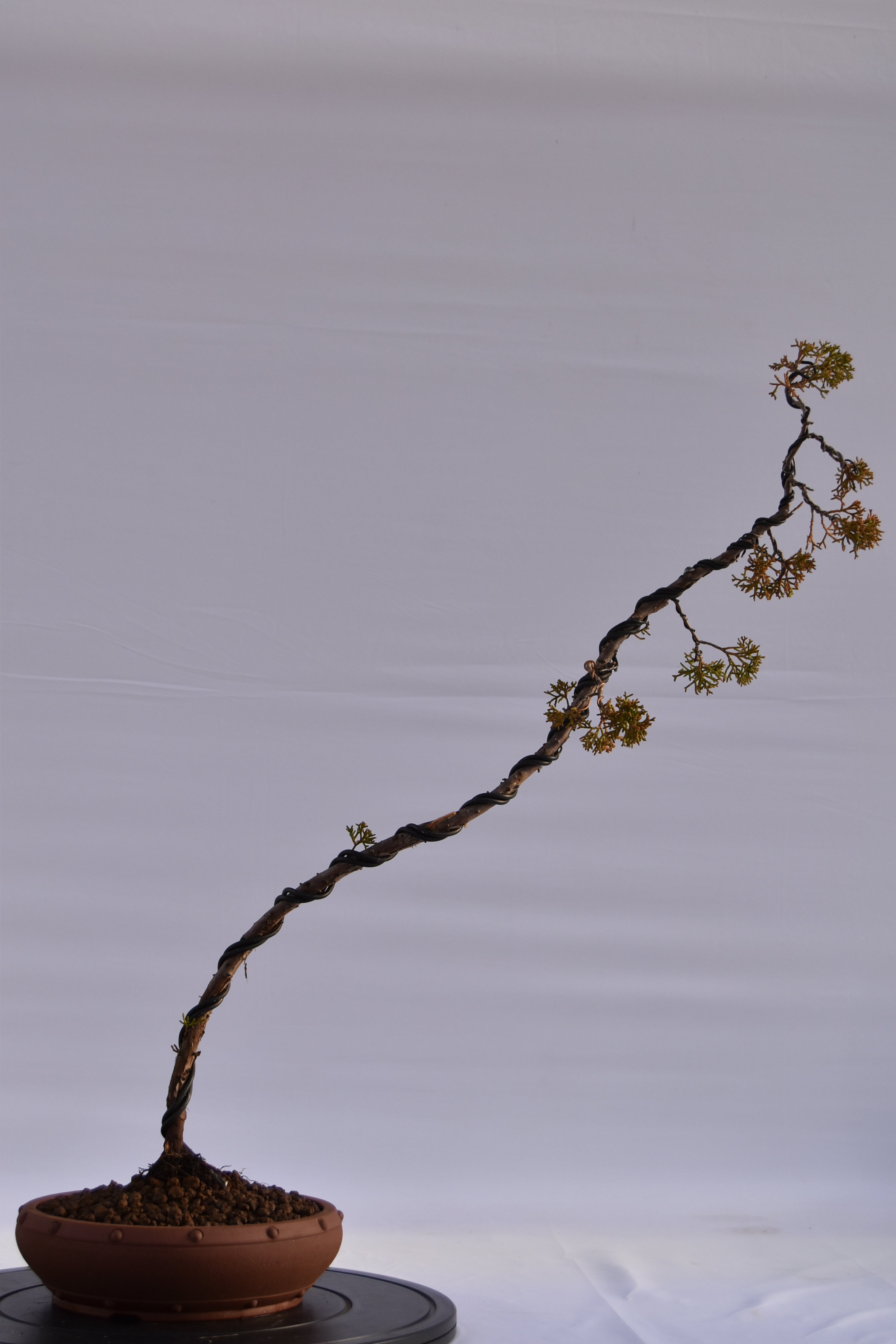 Kishu Bunjin-gin € 550 | La Gemma del bonsai