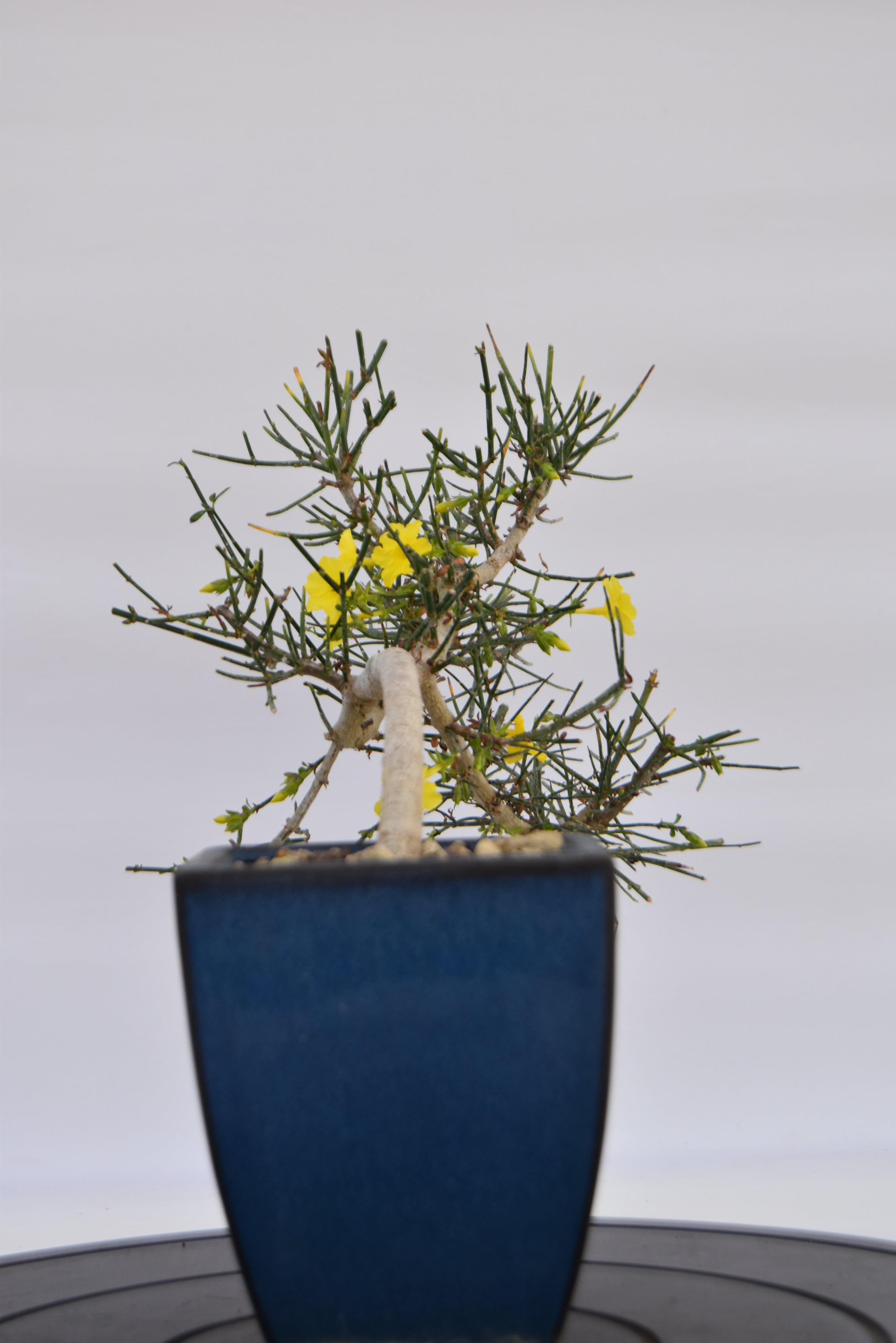 Gelsomino € 130 | La Gemma del bonsai