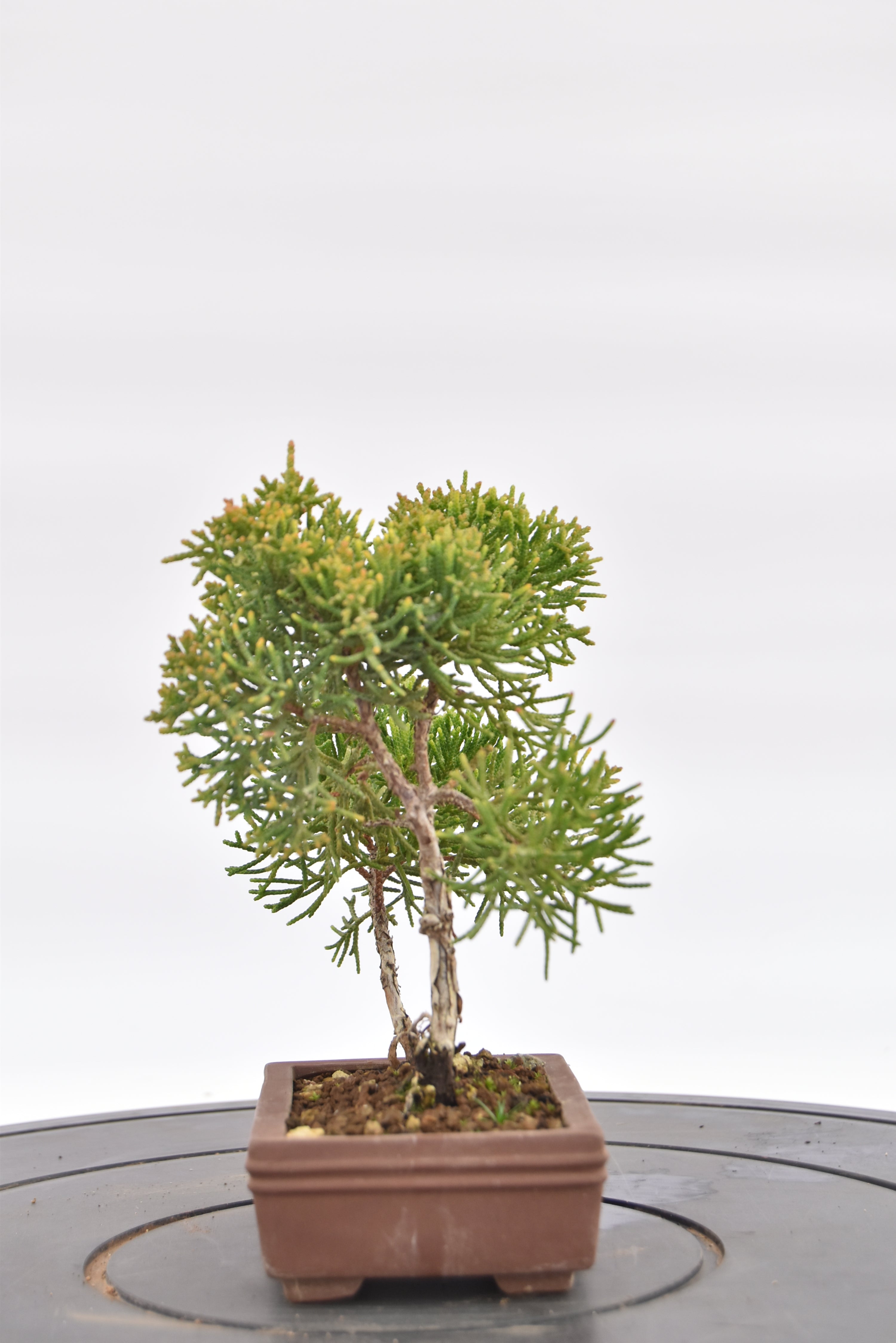 Ginepro Kishu € 80 | La Gemma del bonsai