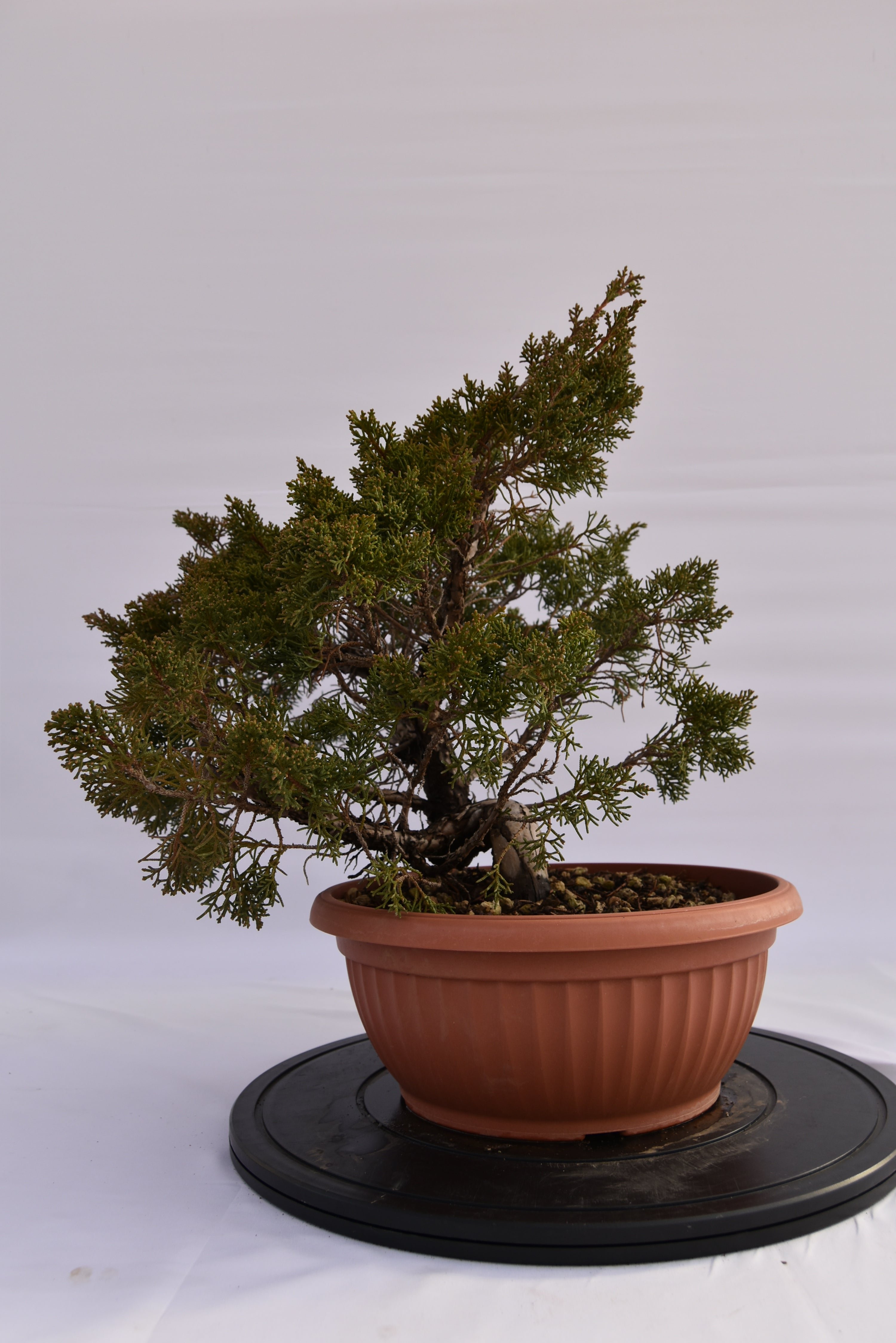 Ginepro Kishu € 250 | La Gemma del bonsai