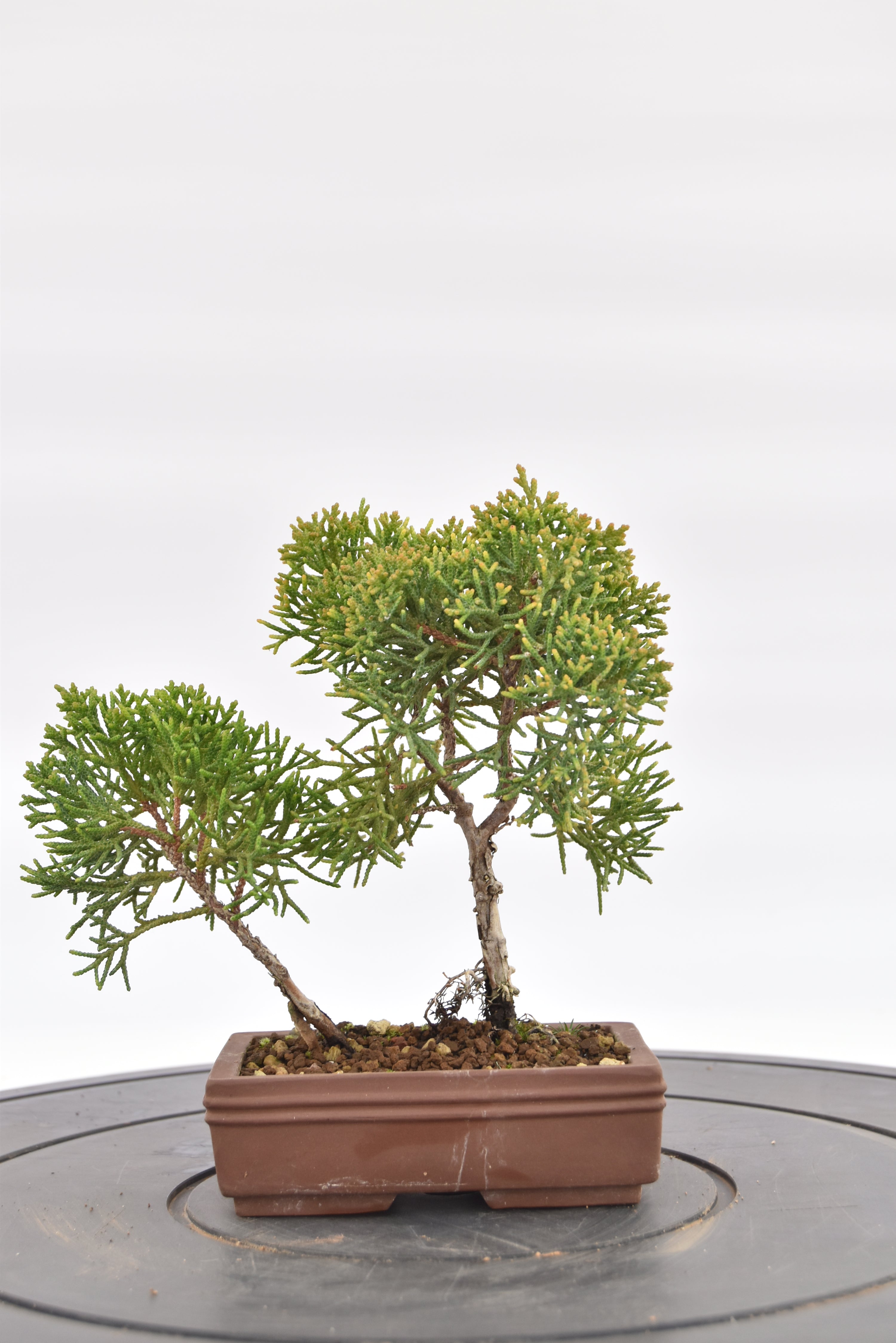 Ginepro Kishu € 80 | La Gemma del bonsai