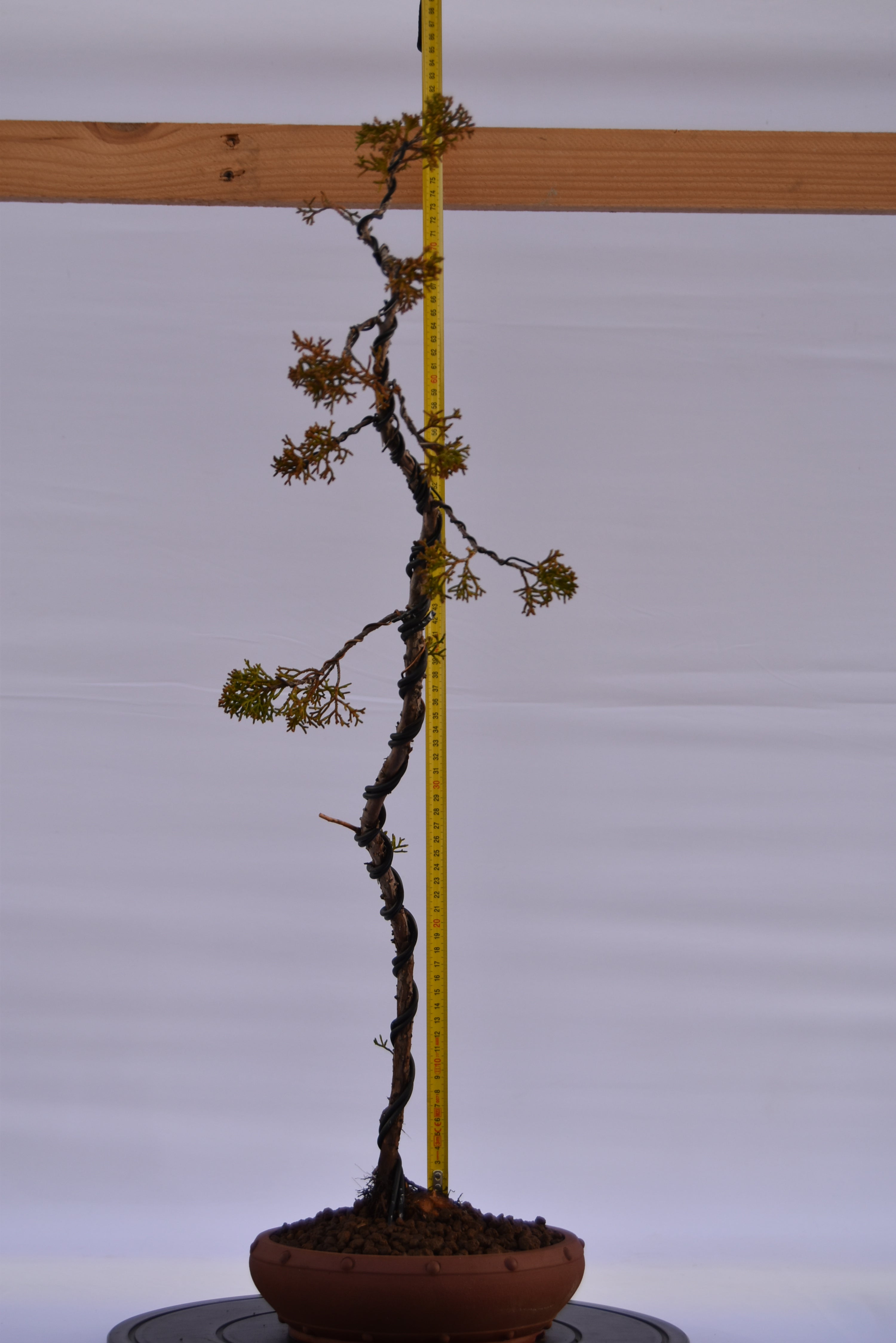 Kishu Bunjin-gin € 550 | La Gemma del bonsai