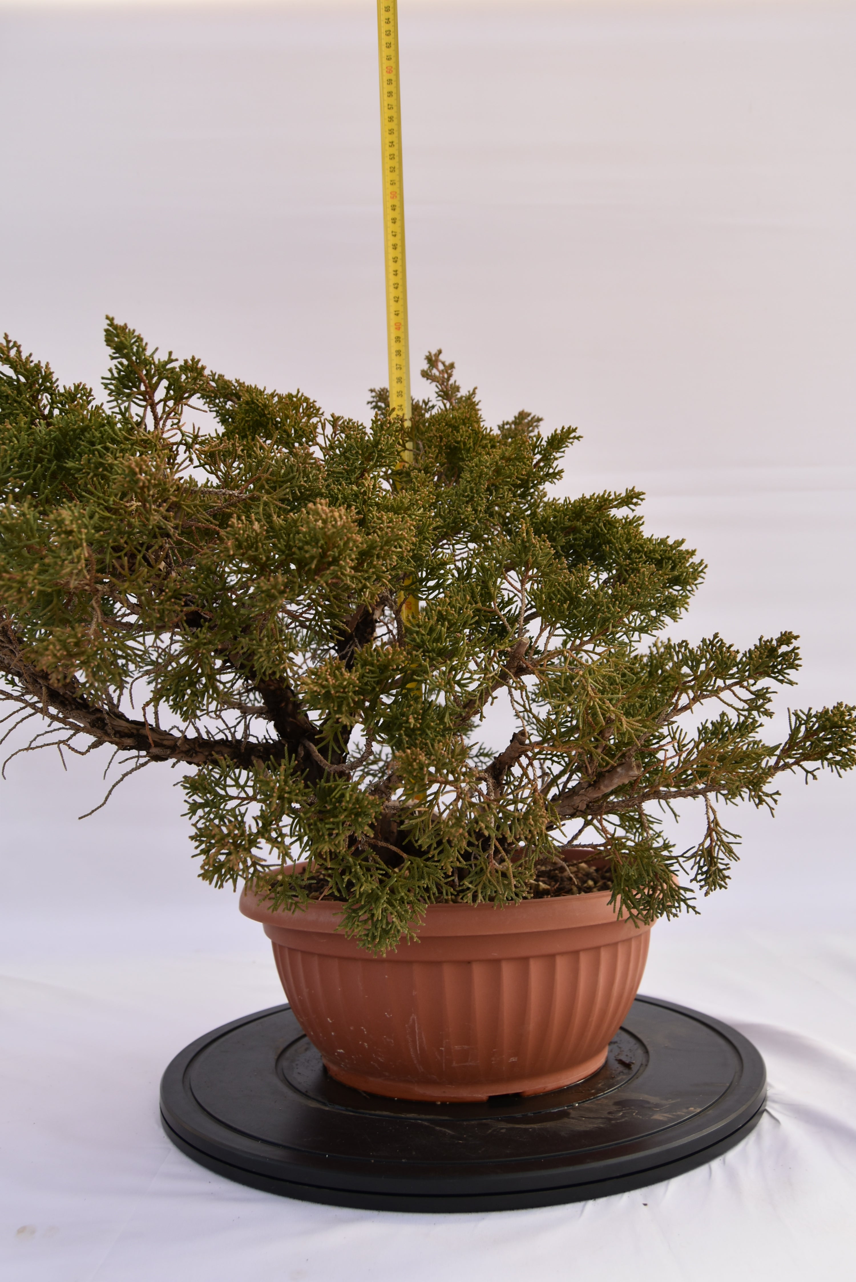 Ginepro Kishu € 250 | La Gemma del bonsai