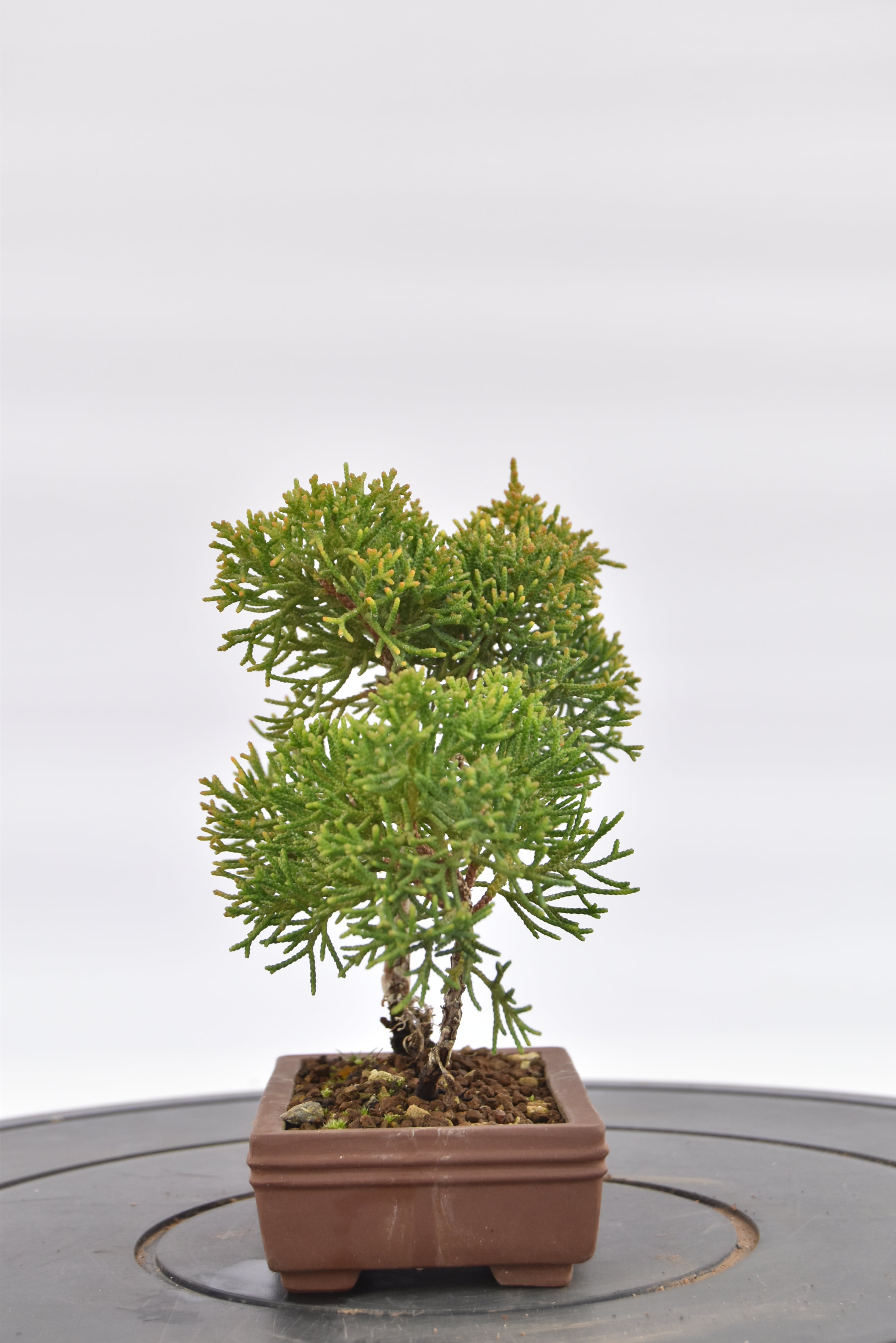 Ginepro Kishu € 80 | La Gemma del bonsai