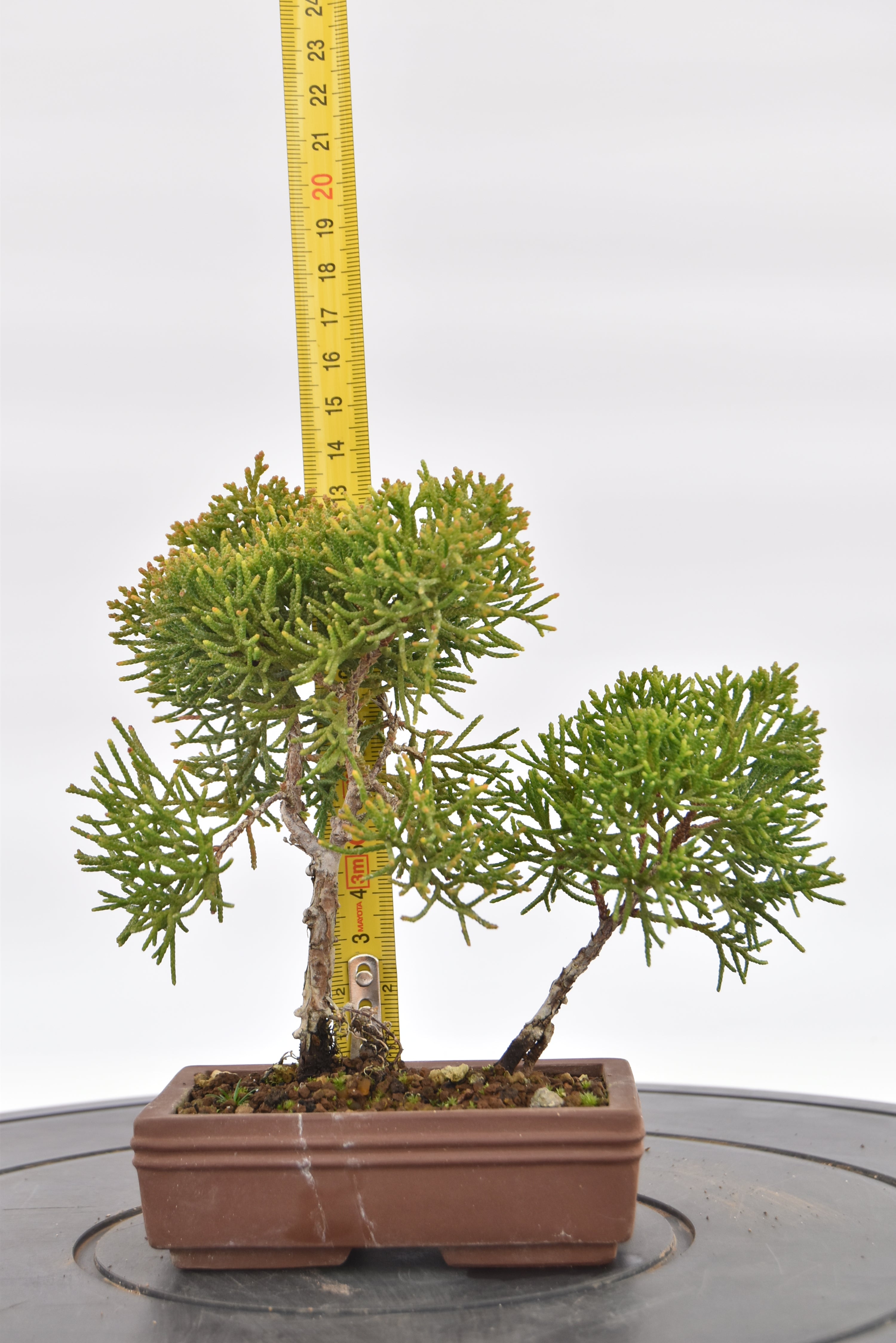 Ginepro Kishu € 80 | La Gemma del bonsai