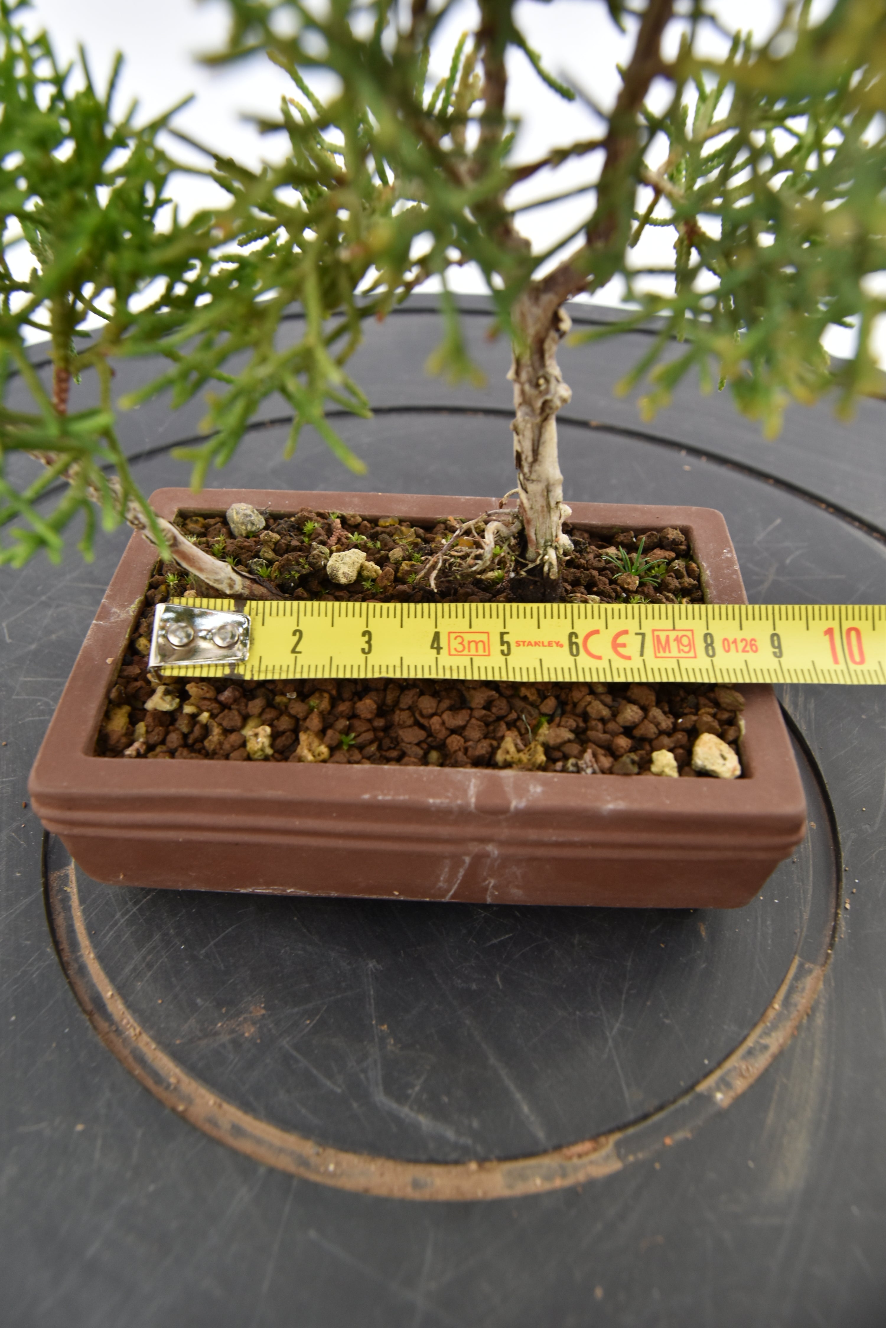 Ginepro Kishu € 80 | La Gemma del bonsai
