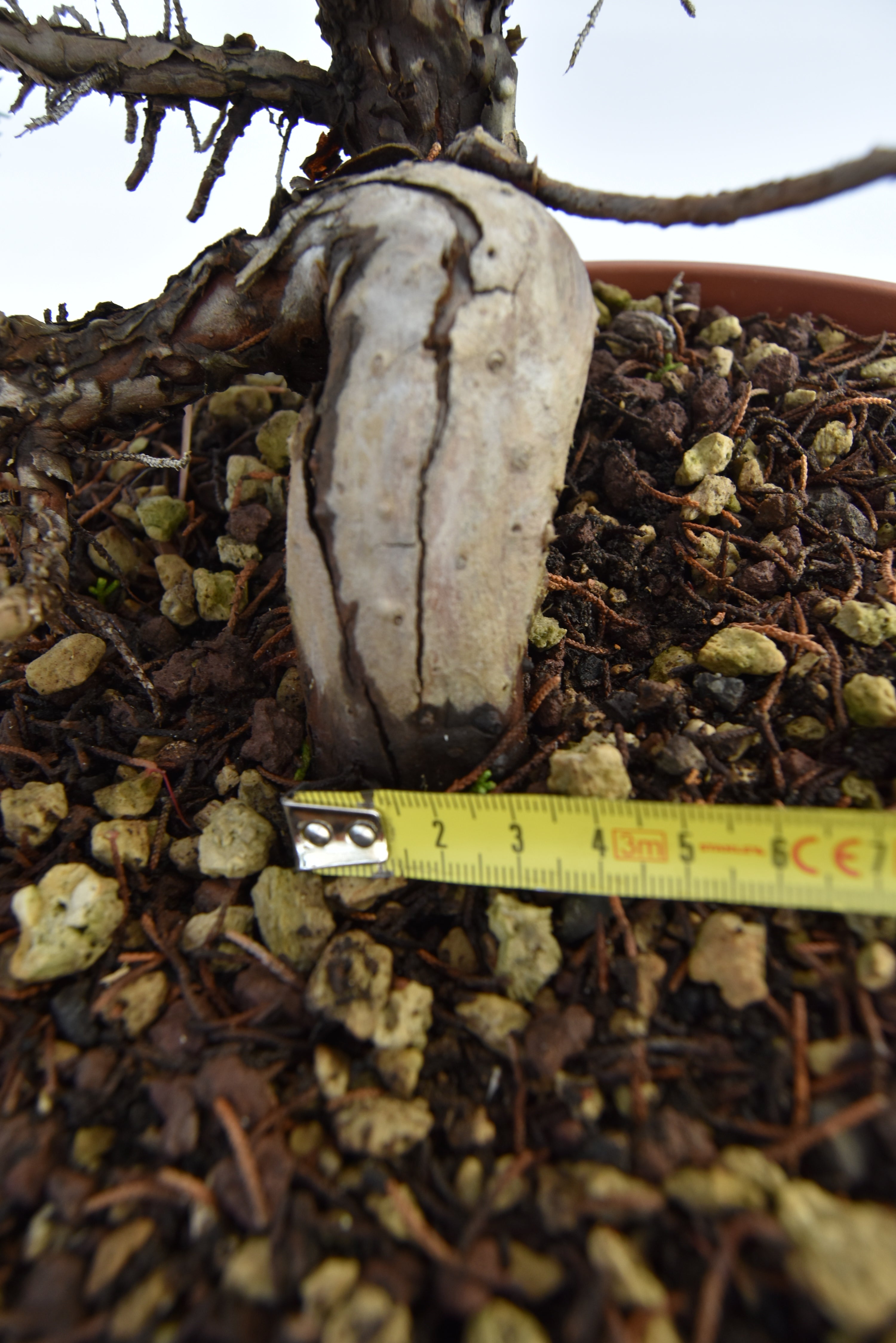 Ginepro Kishu € 250 | La Gemma del bonsai