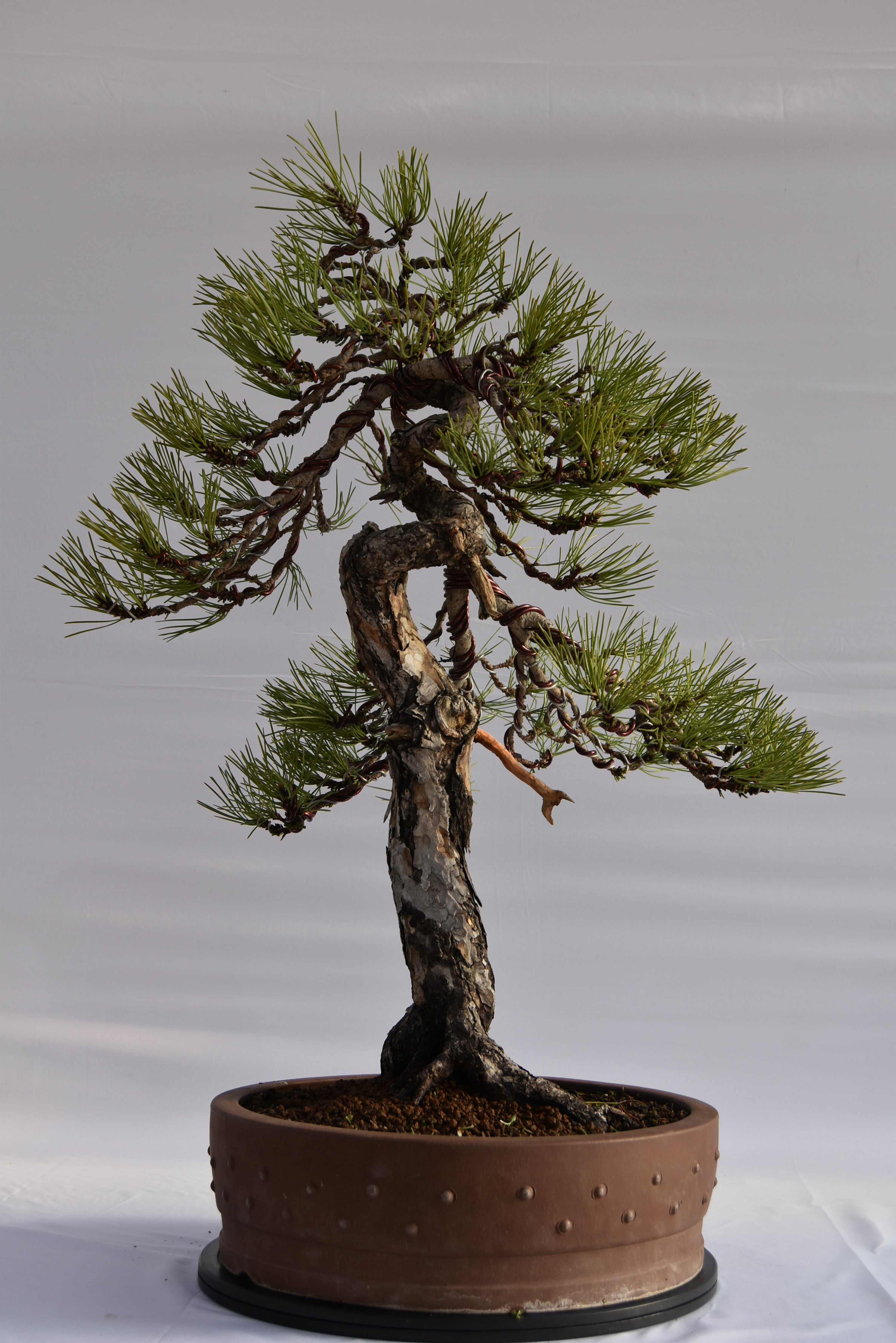 Pino Nigra "europeo" €2.300 | La Gemma del bonsai