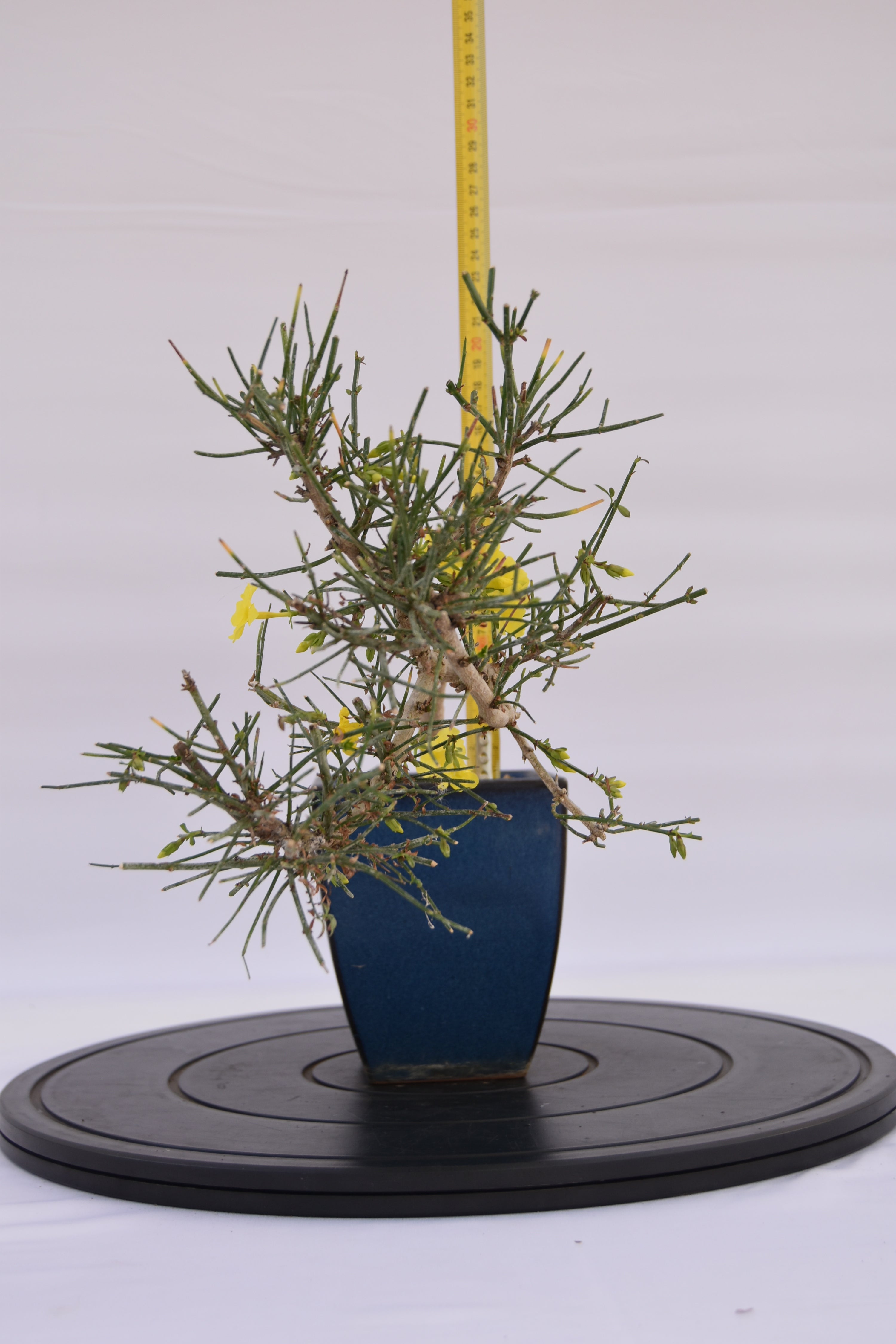 Gelsomino € 130 | La Gemma del bonsai