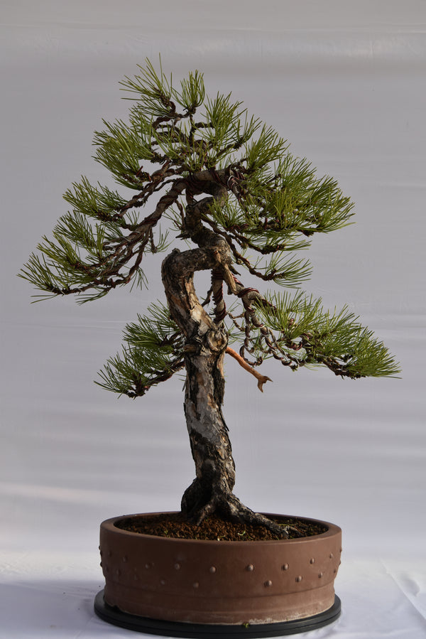 Pino Nigra "europeo" €2.300 | La Gemma del bonsai