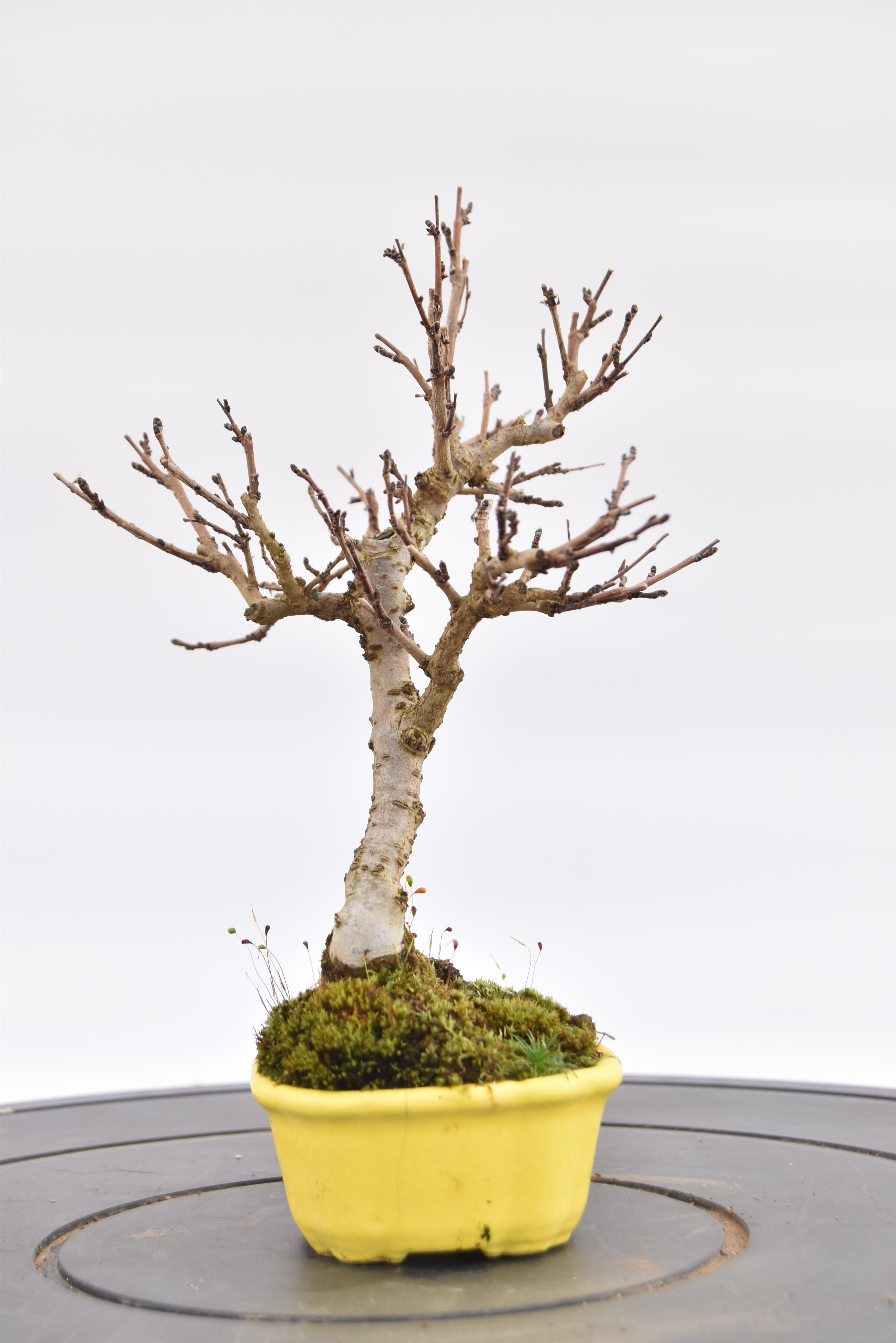 Olmo Campestre € 80 | La Gemma del bonsai