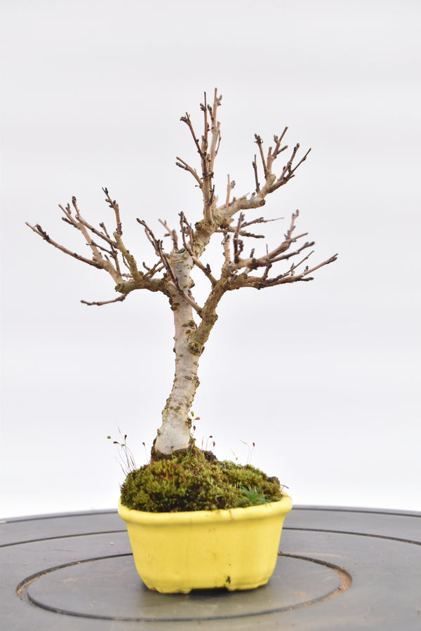 Olmo Campestre € 80 | La Gemma del bonsai