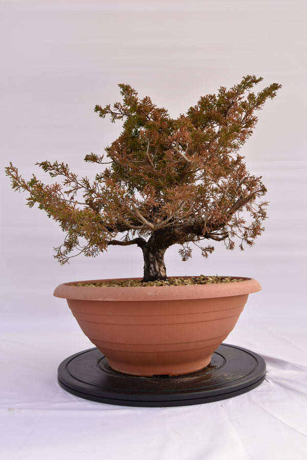 Ginepro Itoigawa € 380 | La Gemma del bonsai