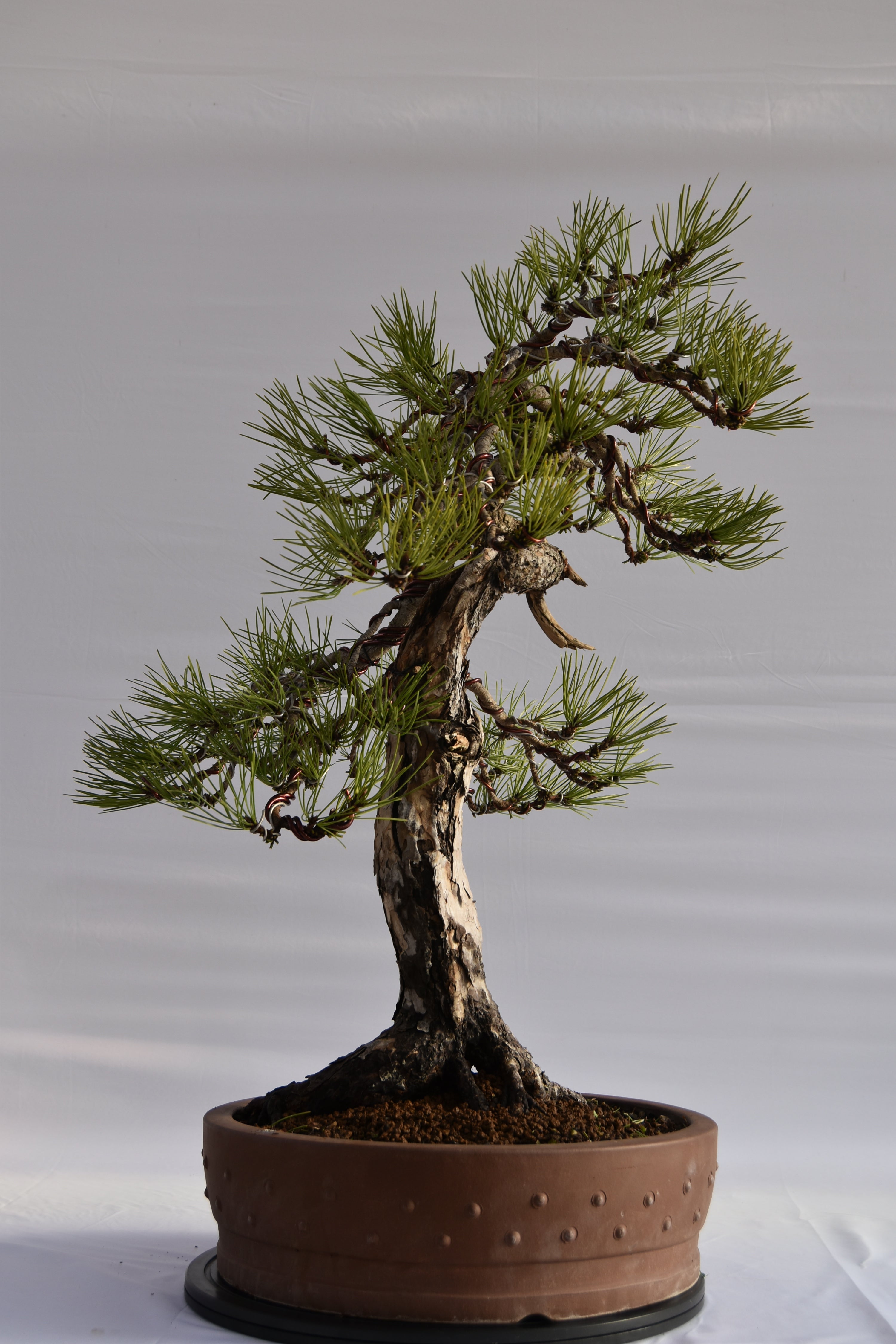 Pino Nigra "europeo" €2.300 | La Gemma del bonsai