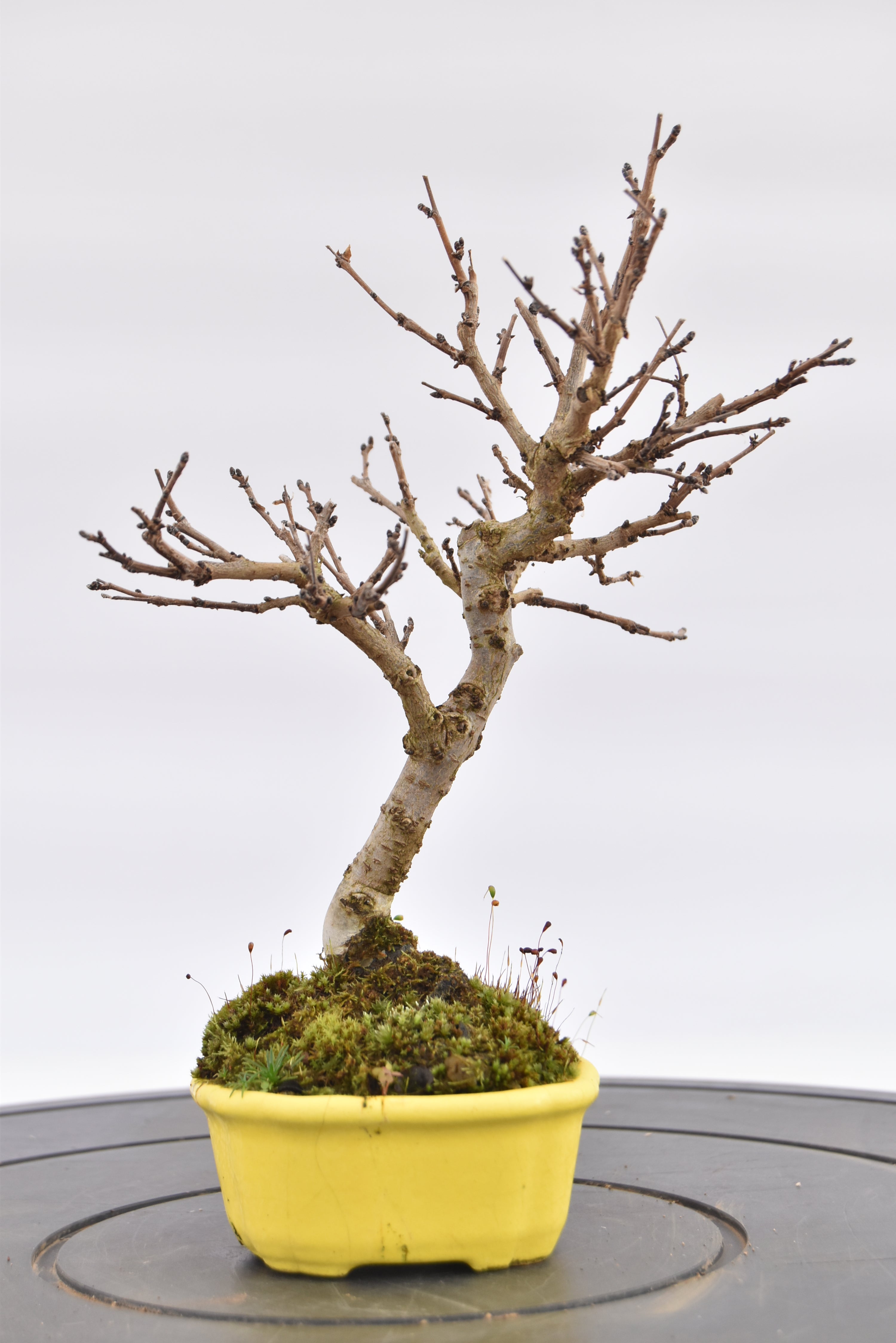 Olmo Campestre € 80 | La Gemma del bonsai