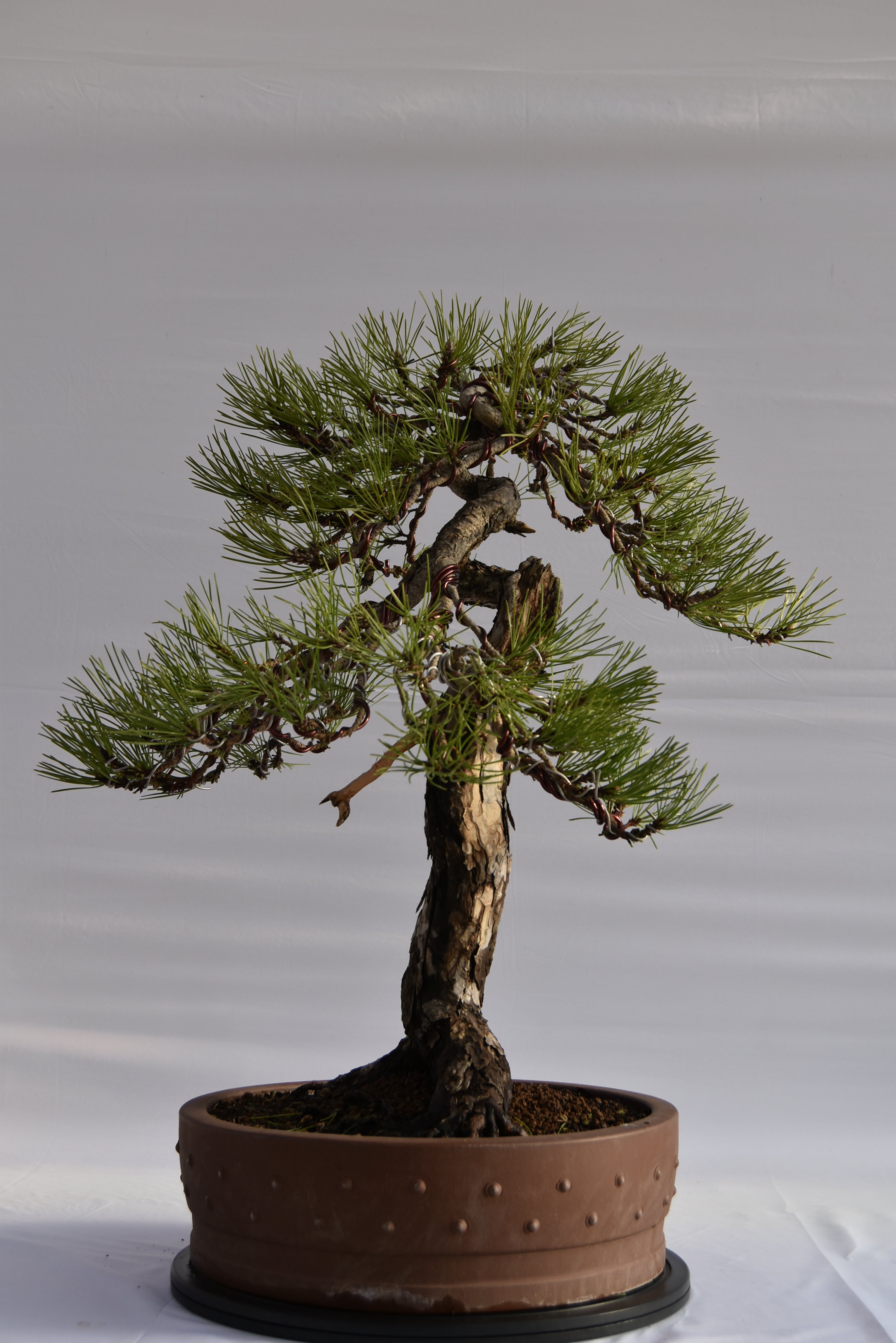 Pino Nigra "europeo" €2.300 | La Gemma del bonsai