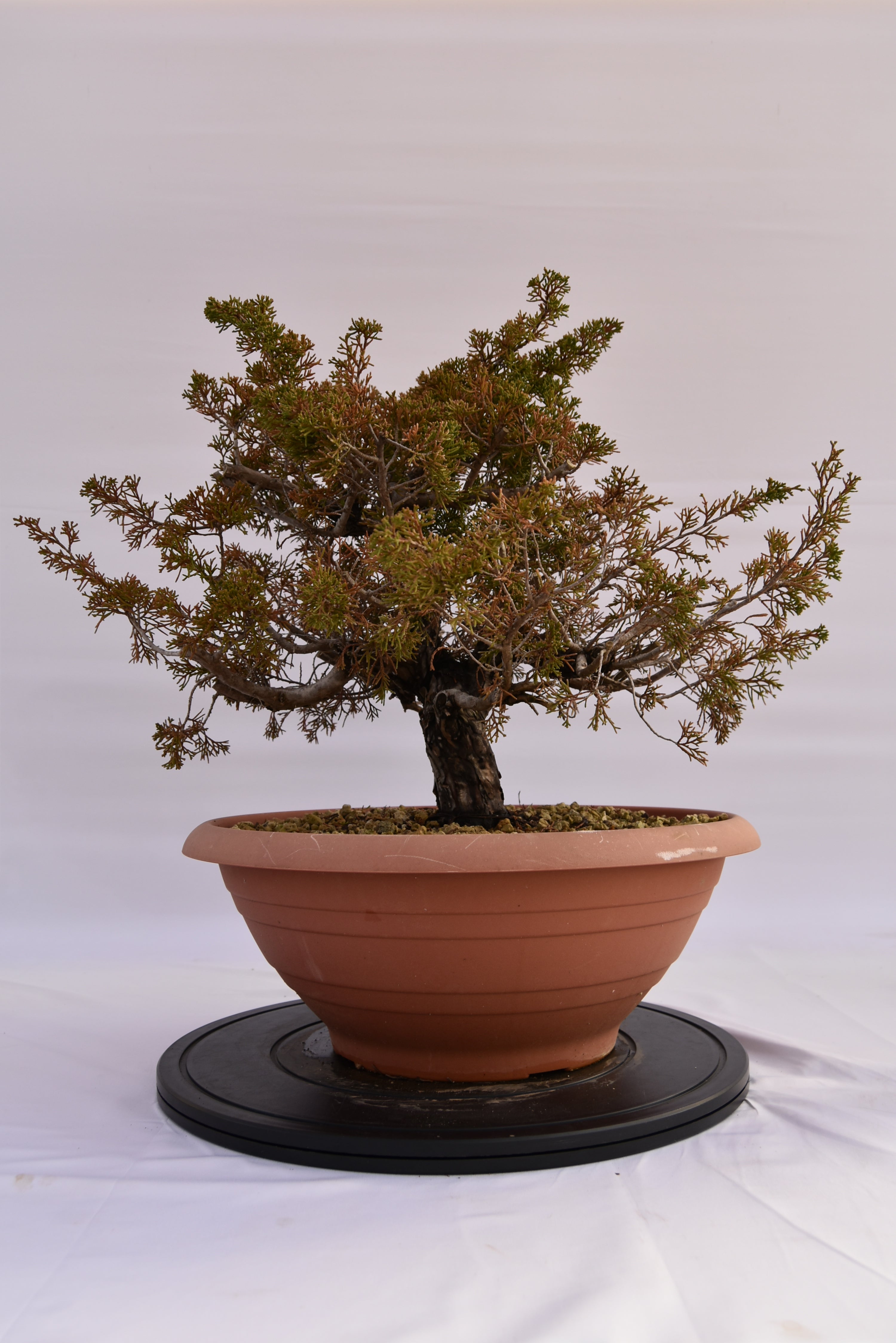 Ginepro Itoigawa € 380 | La Gemma del bonsai