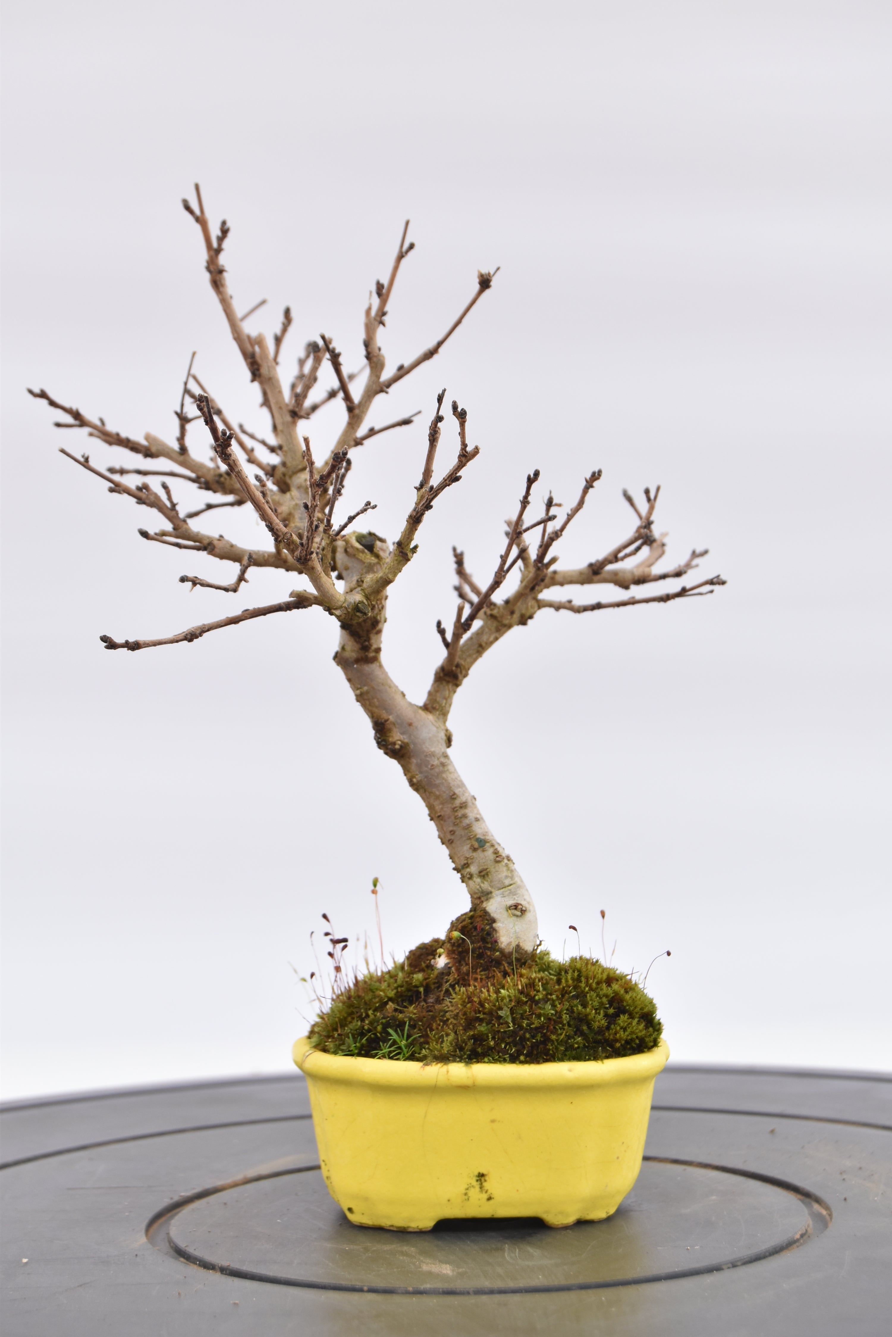Olmo Campestre € 80 | La Gemma del bonsai