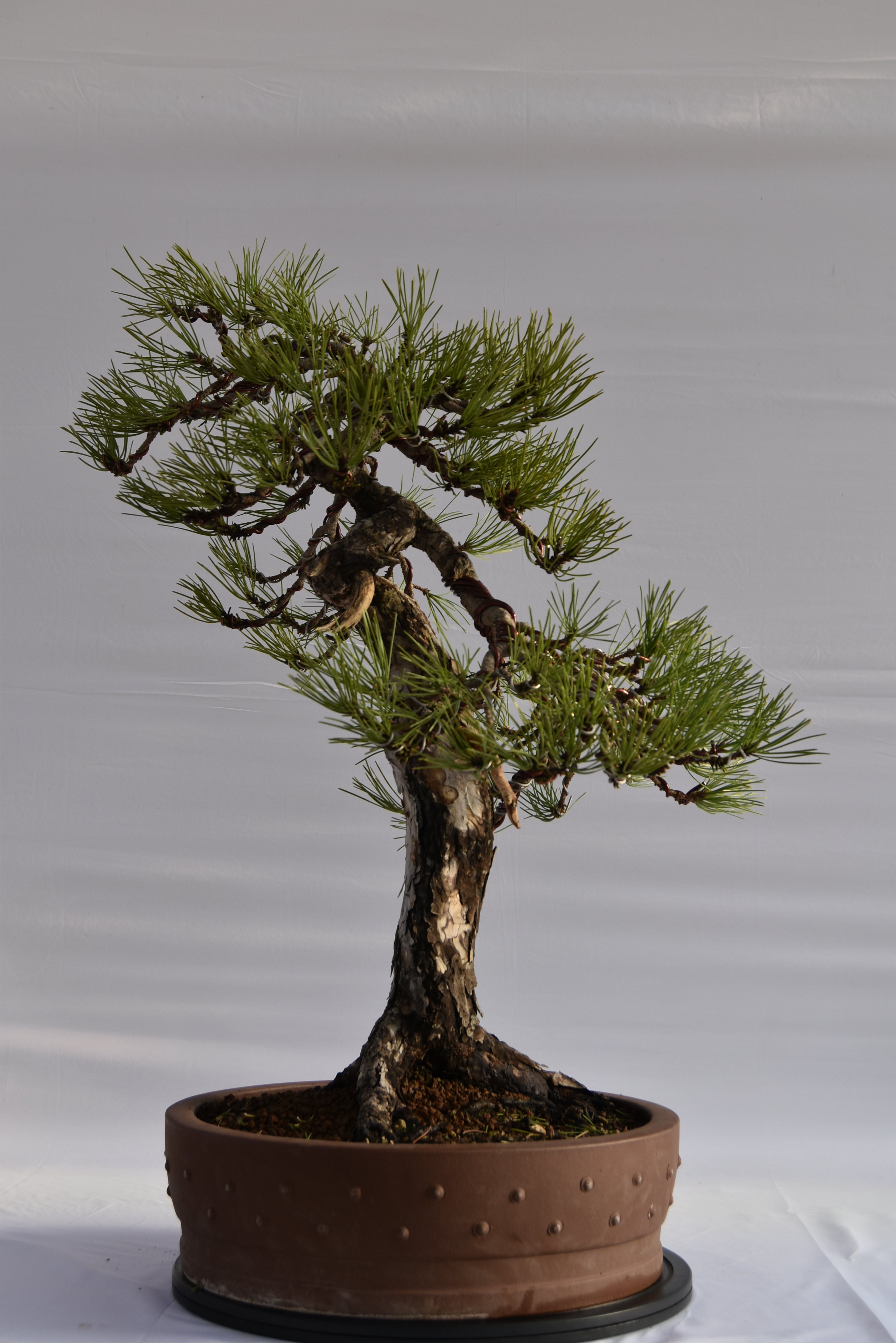 Pino Nigra "europeo" €2.300 | La Gemma del bonsai