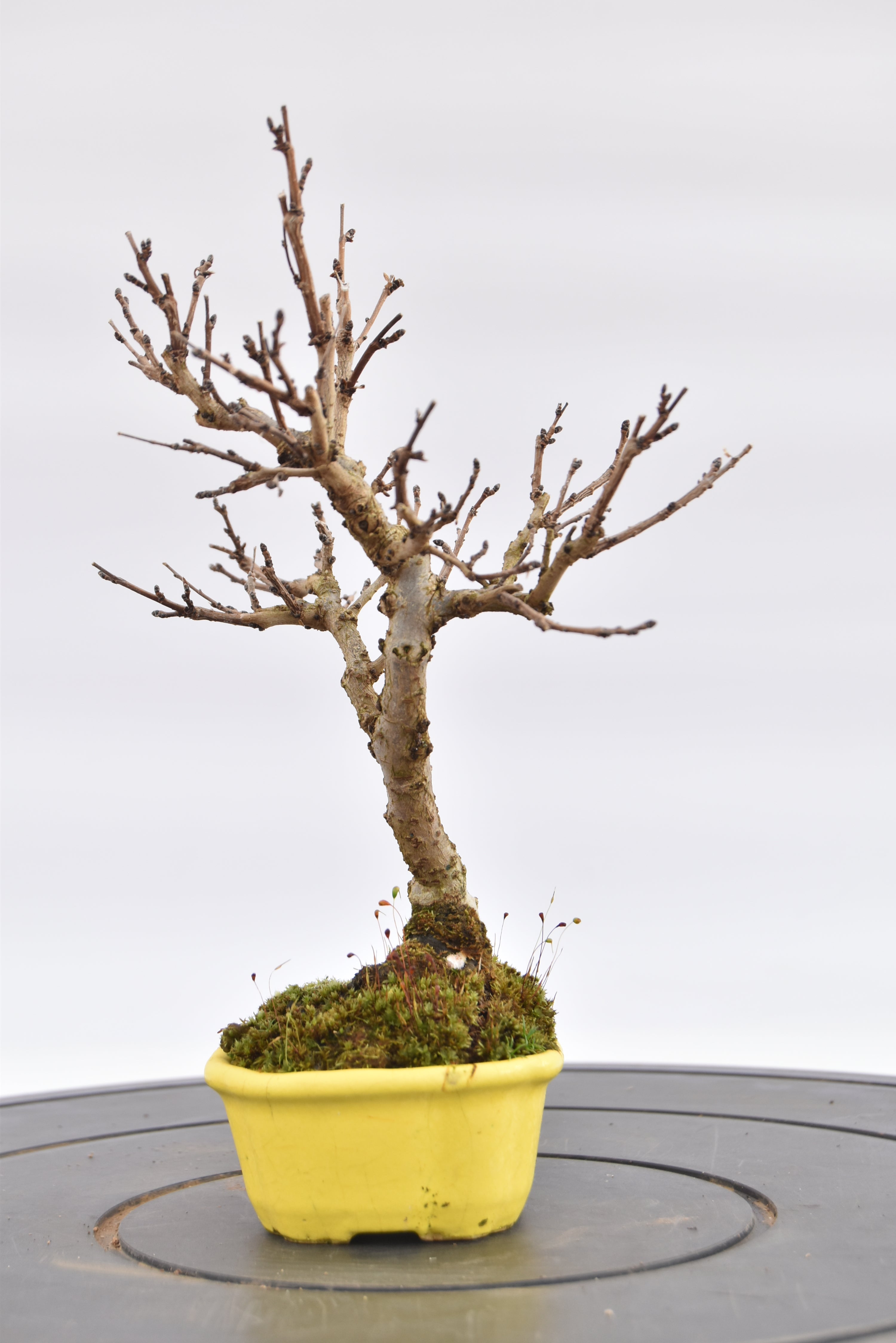 Olmo Campestre € 80 | La Gemma del bonsai