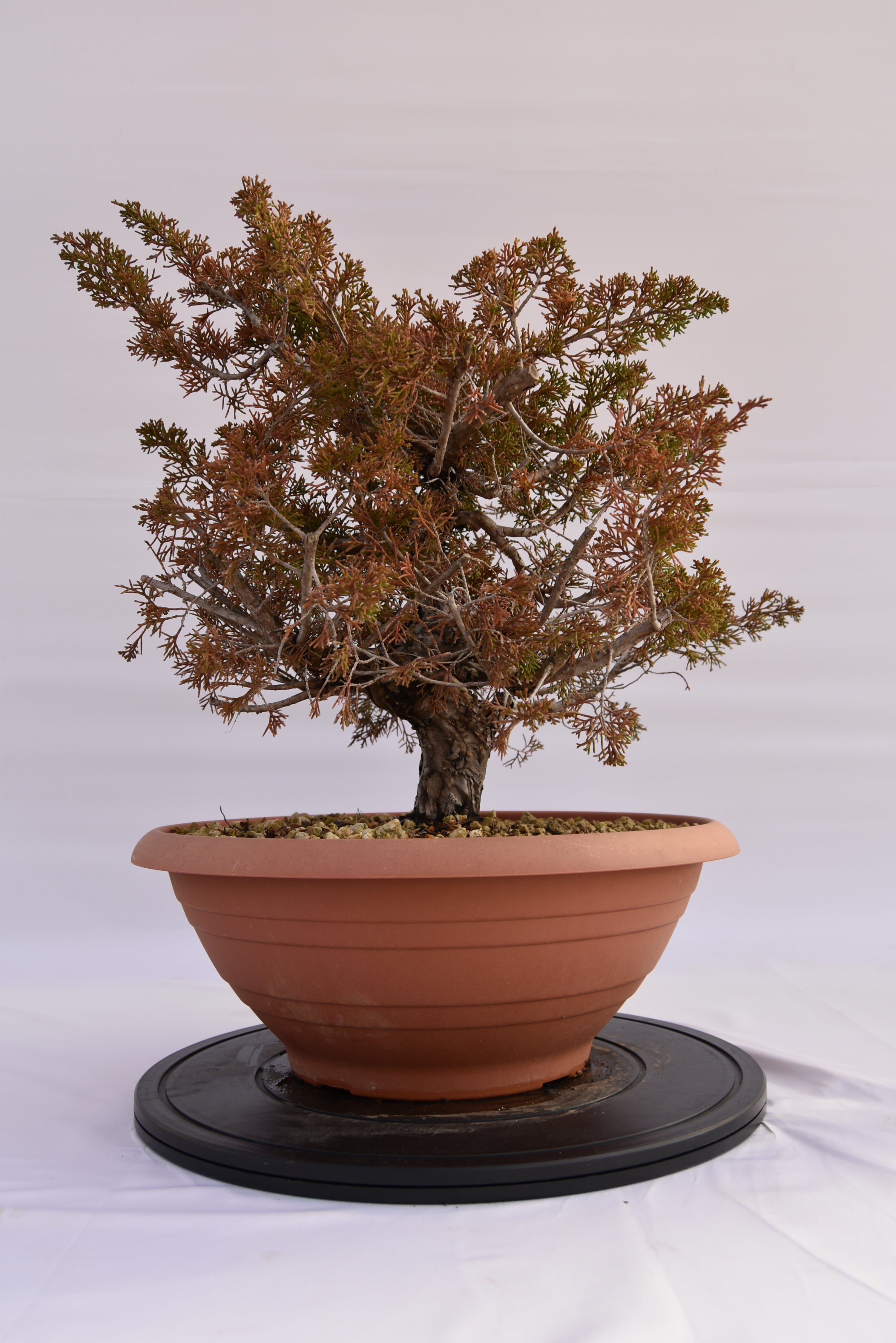 Ginepro Itoigawa € 380 | La Gemma del bonsai