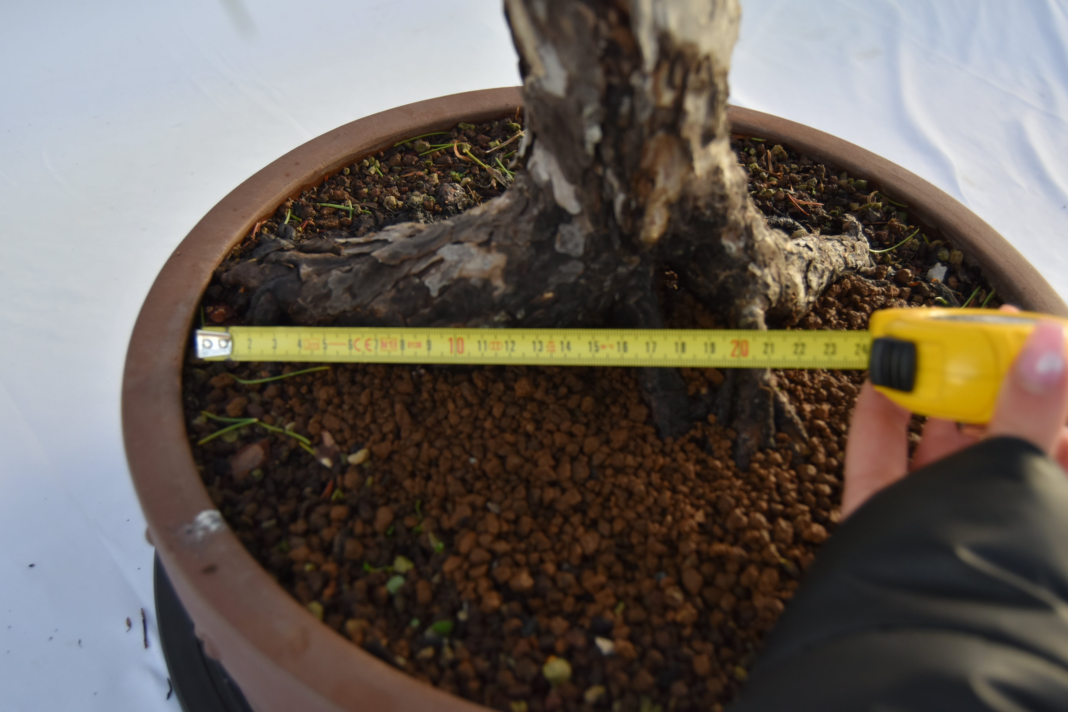 Pino Nigra "europeo" €2.300 | La Gemma del bonsai