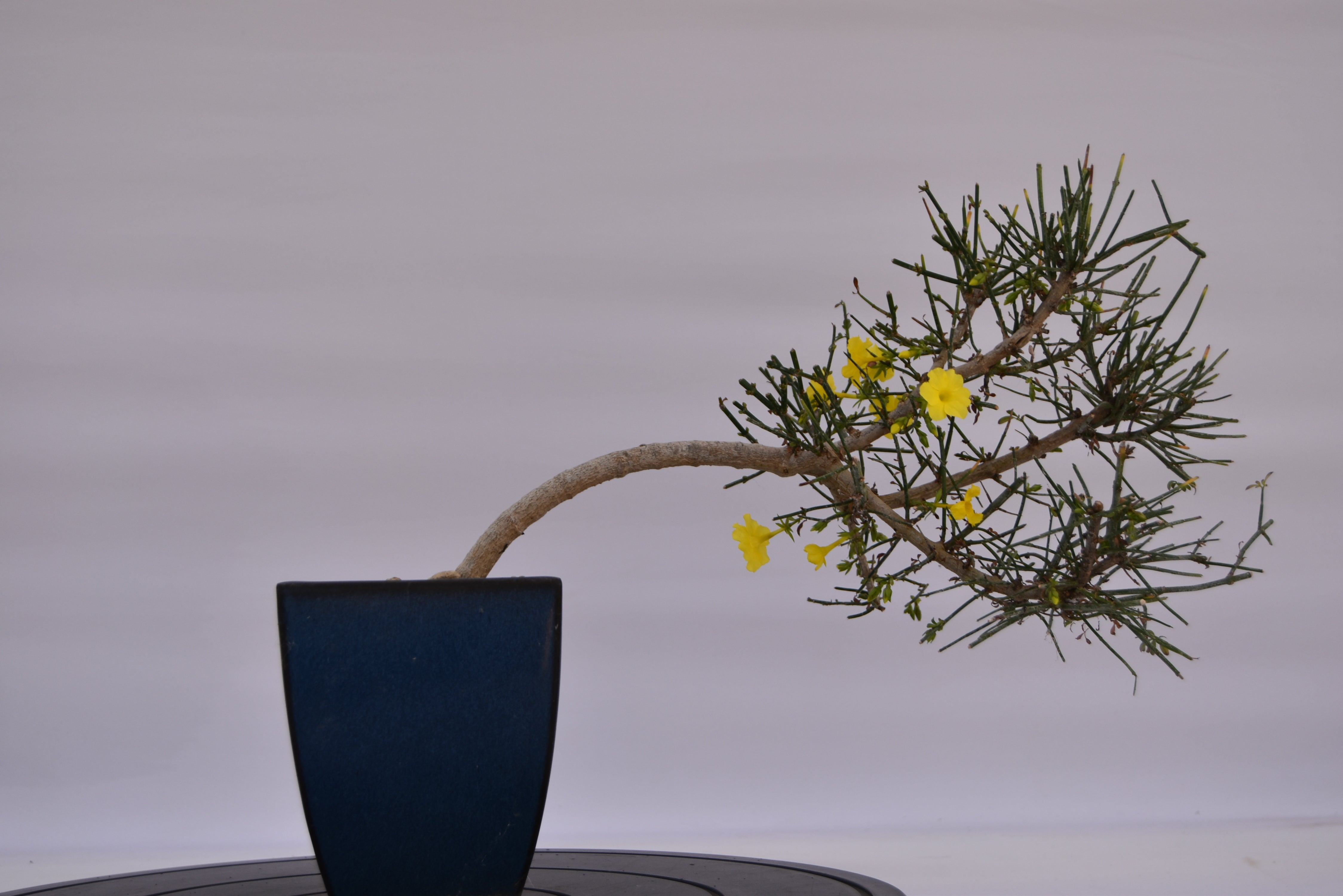 Gelsomino € 130 | La Gemma del bonsai