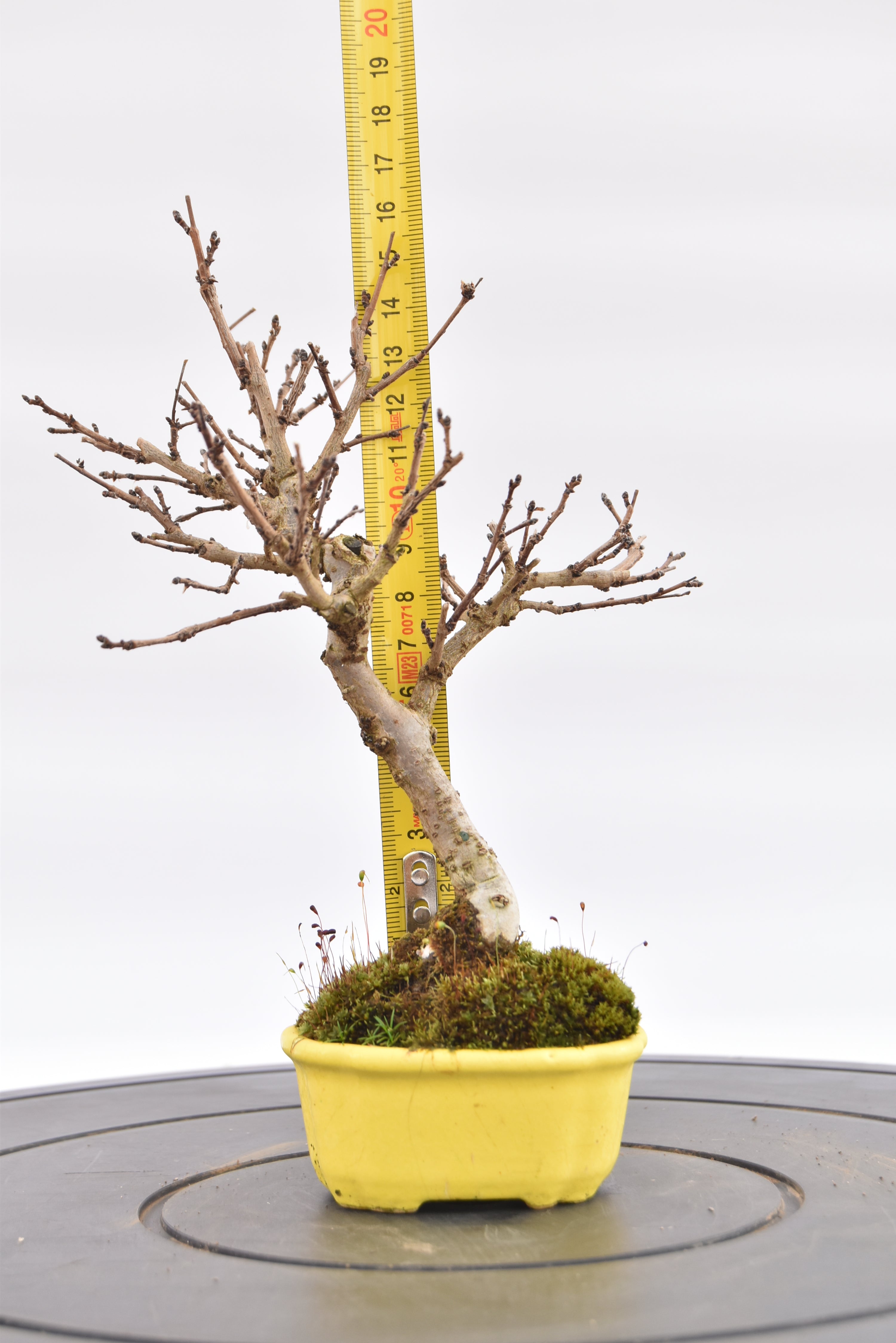 Olmo Campestre € 80 | La Gemma del bonsai