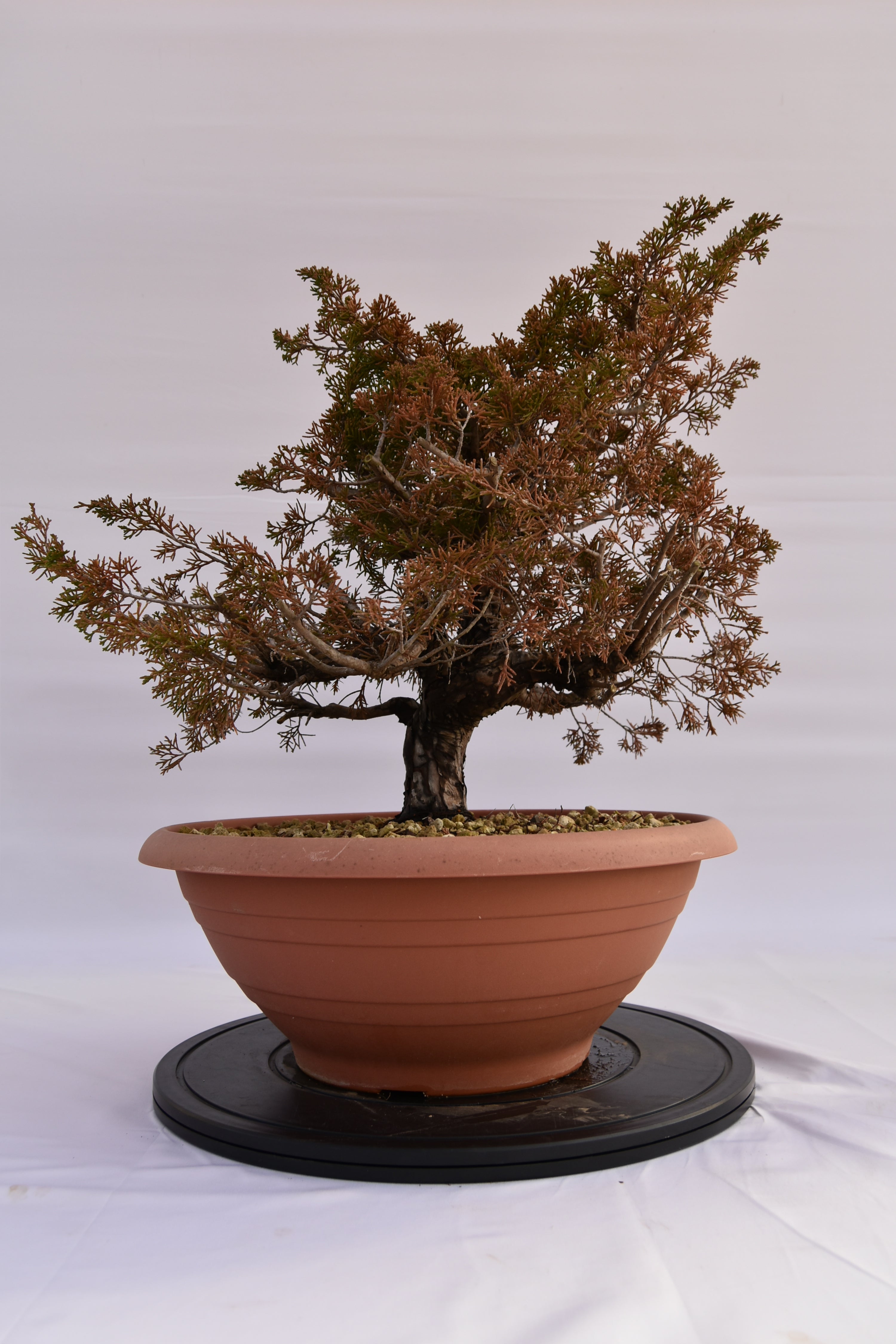 Ginepro Itoigawa € 380 | La Gemma del bonsai
