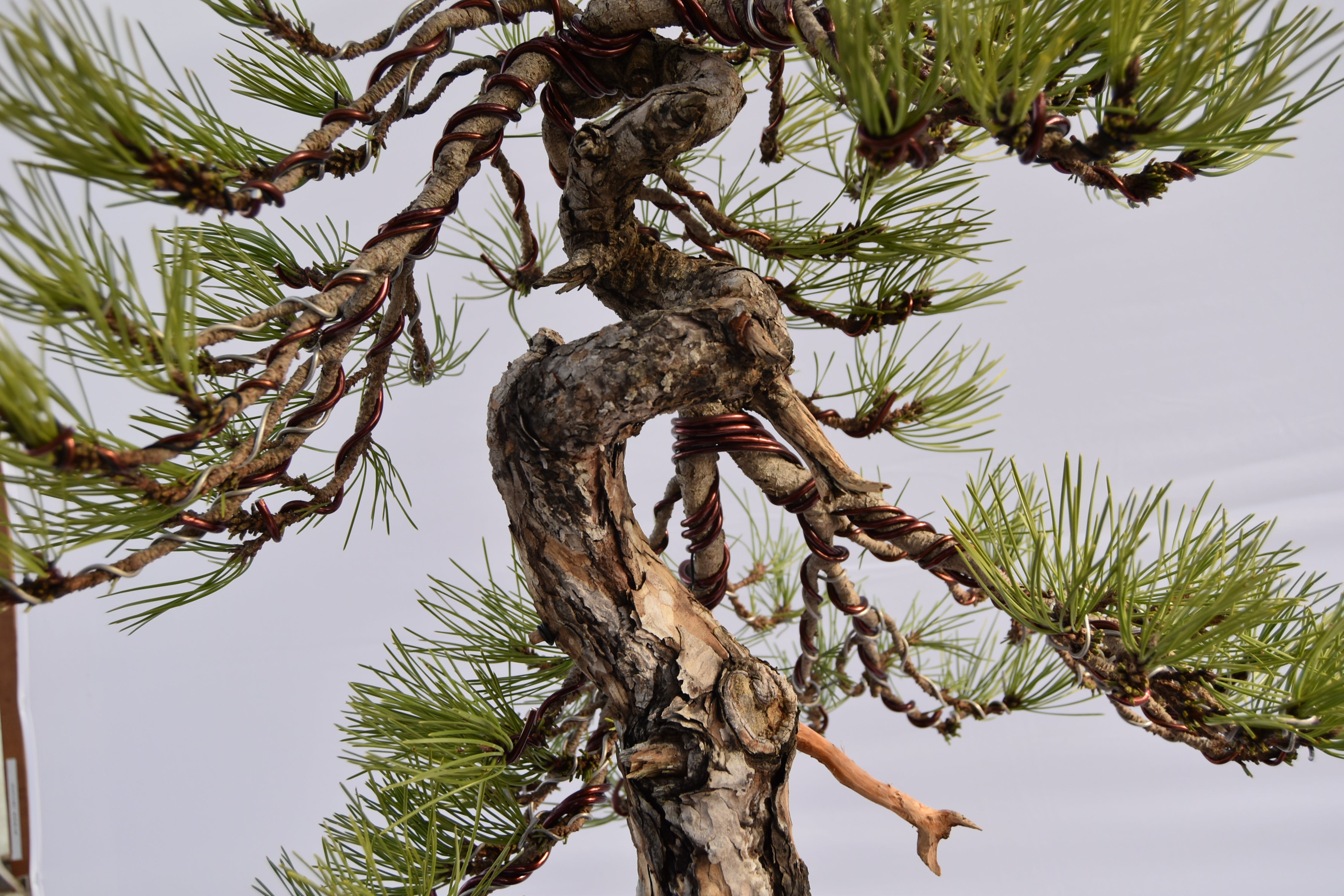 Pino Nigra "europeo" €2.300 | La Gemma del bonsai