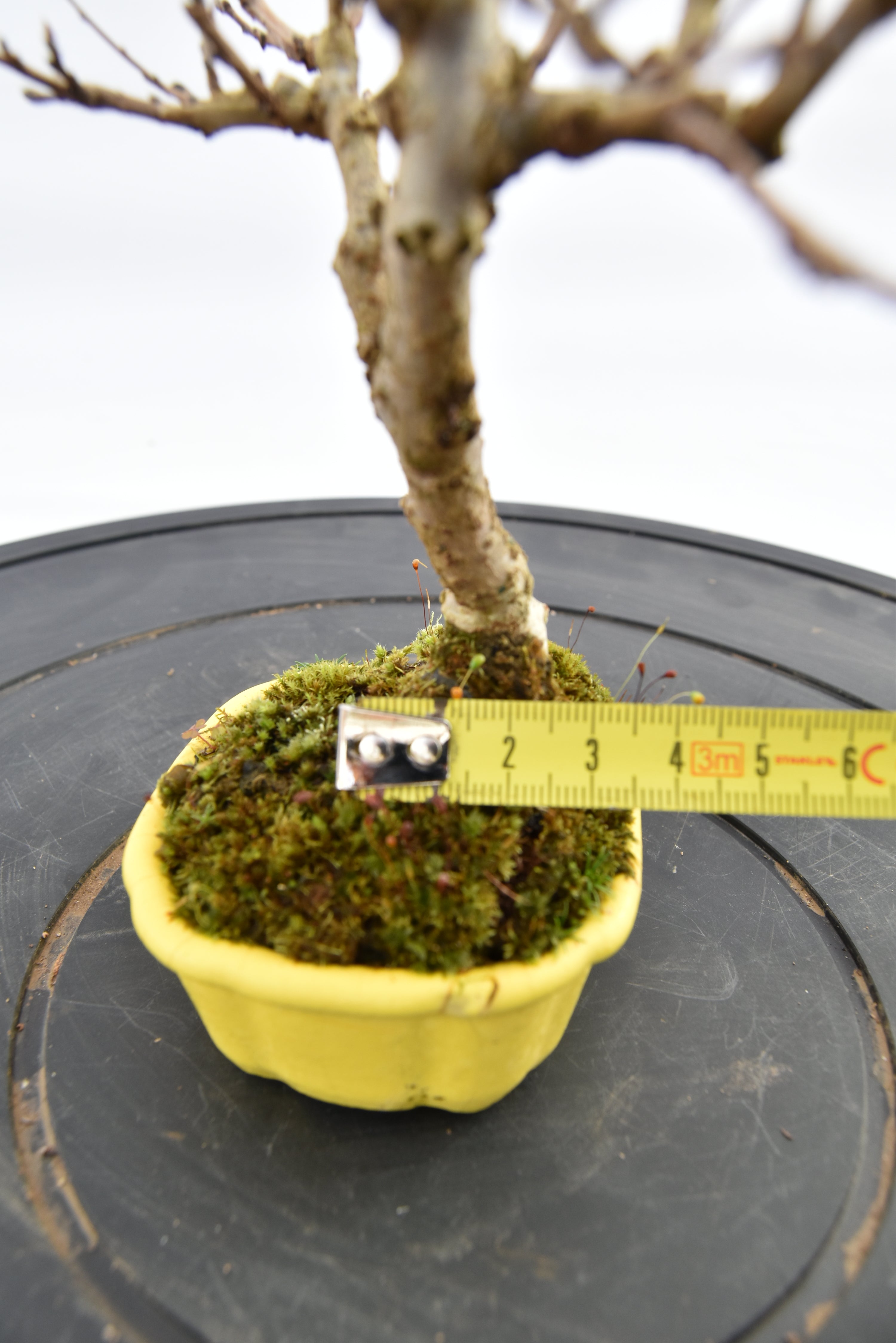 Olmo Campestre € 80 | La Gemma del bonsai