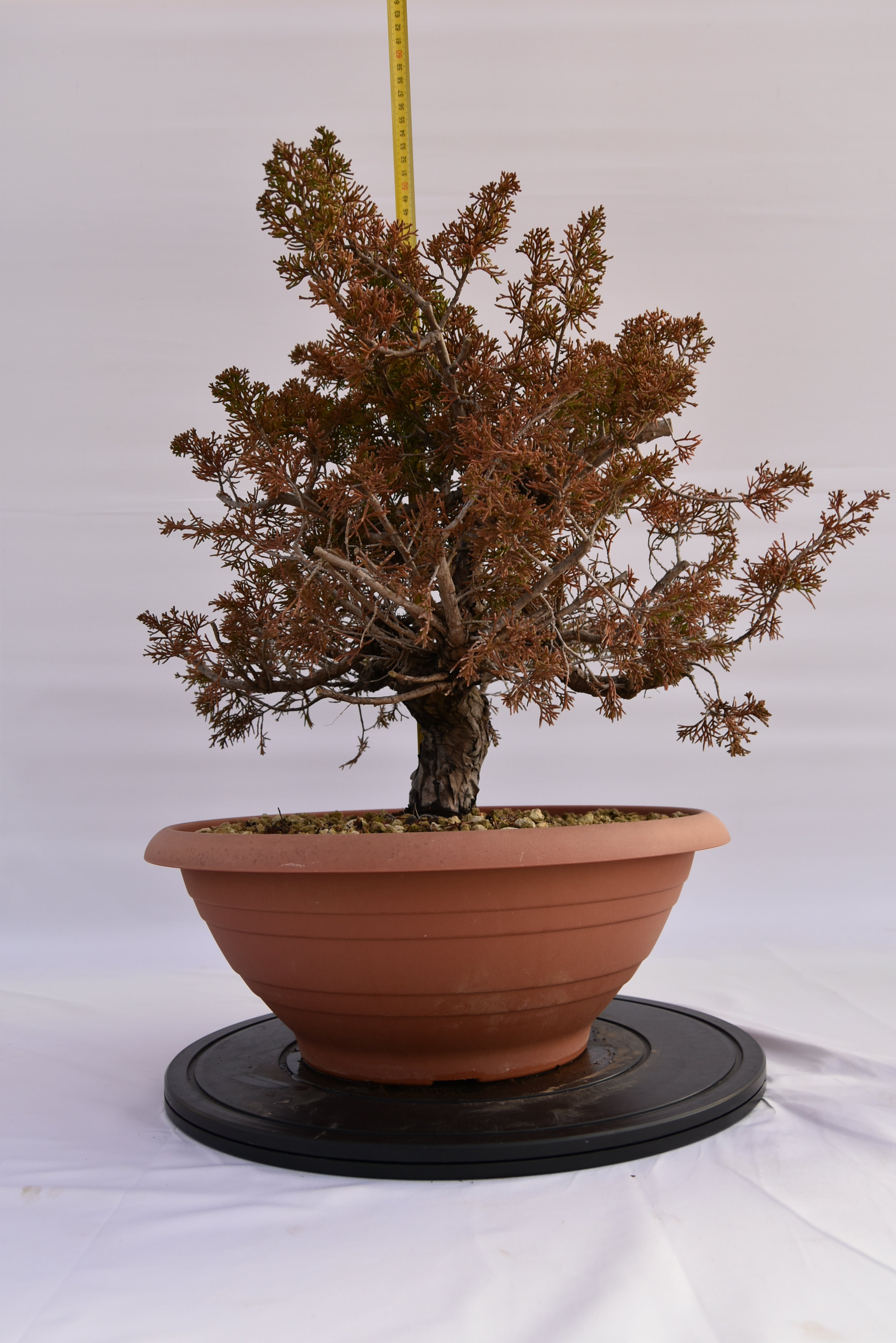 Ginepro Itoigawa € 380 | La Gemma del bonsai