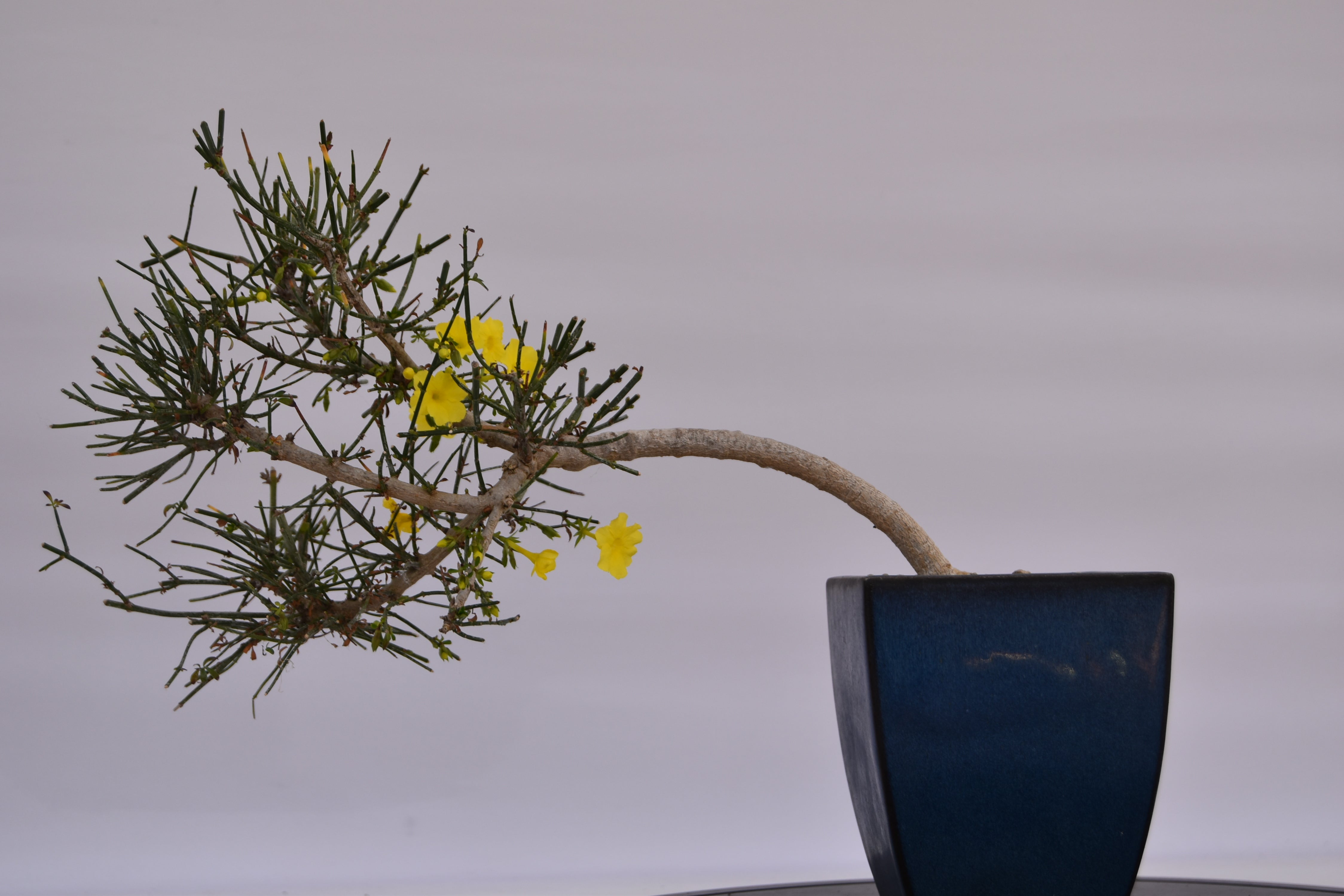 Gelsomino € 130 | La Gemma del bonsai