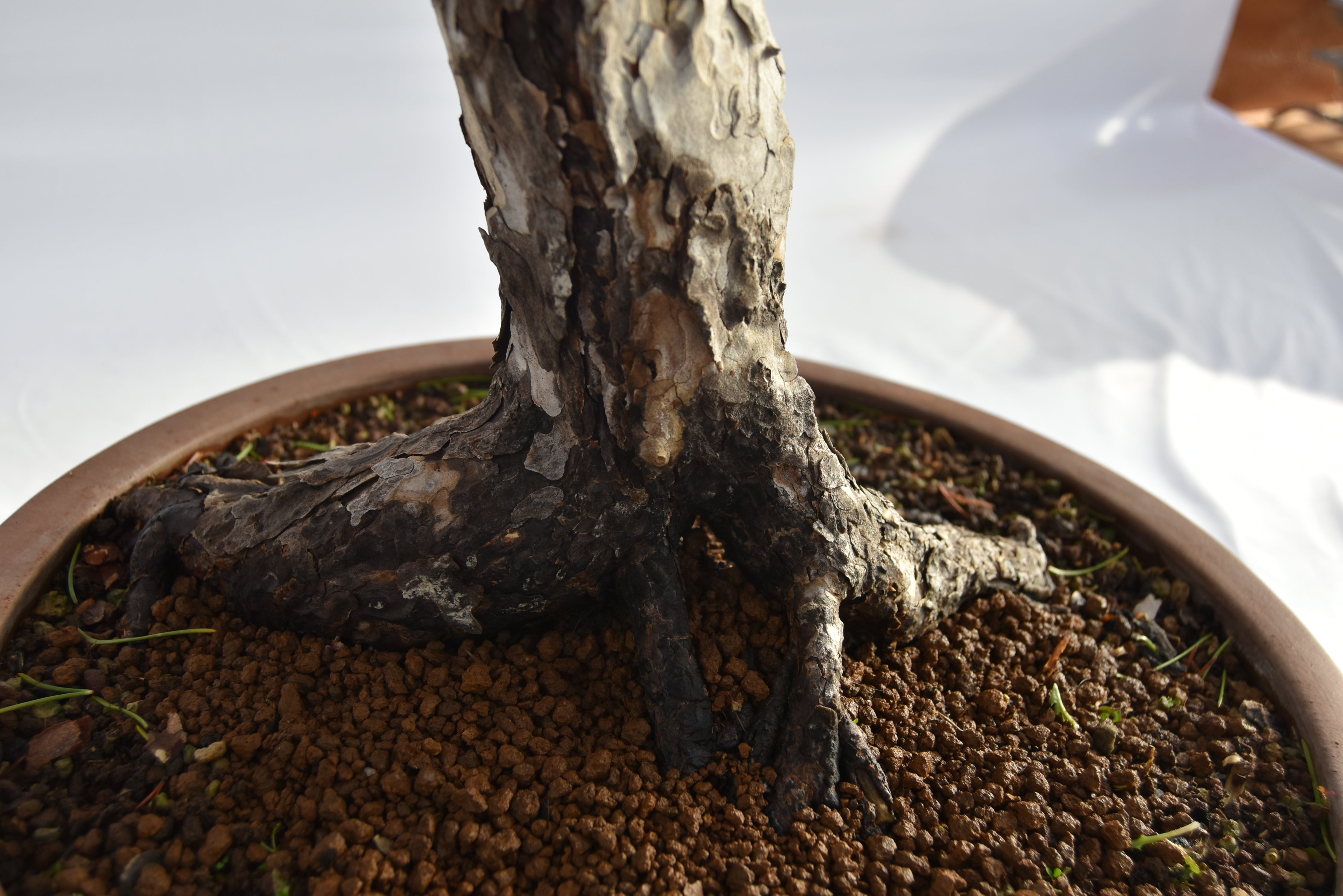 Pino Nigra "europeo" €2.300 | La Gemma del bonsai