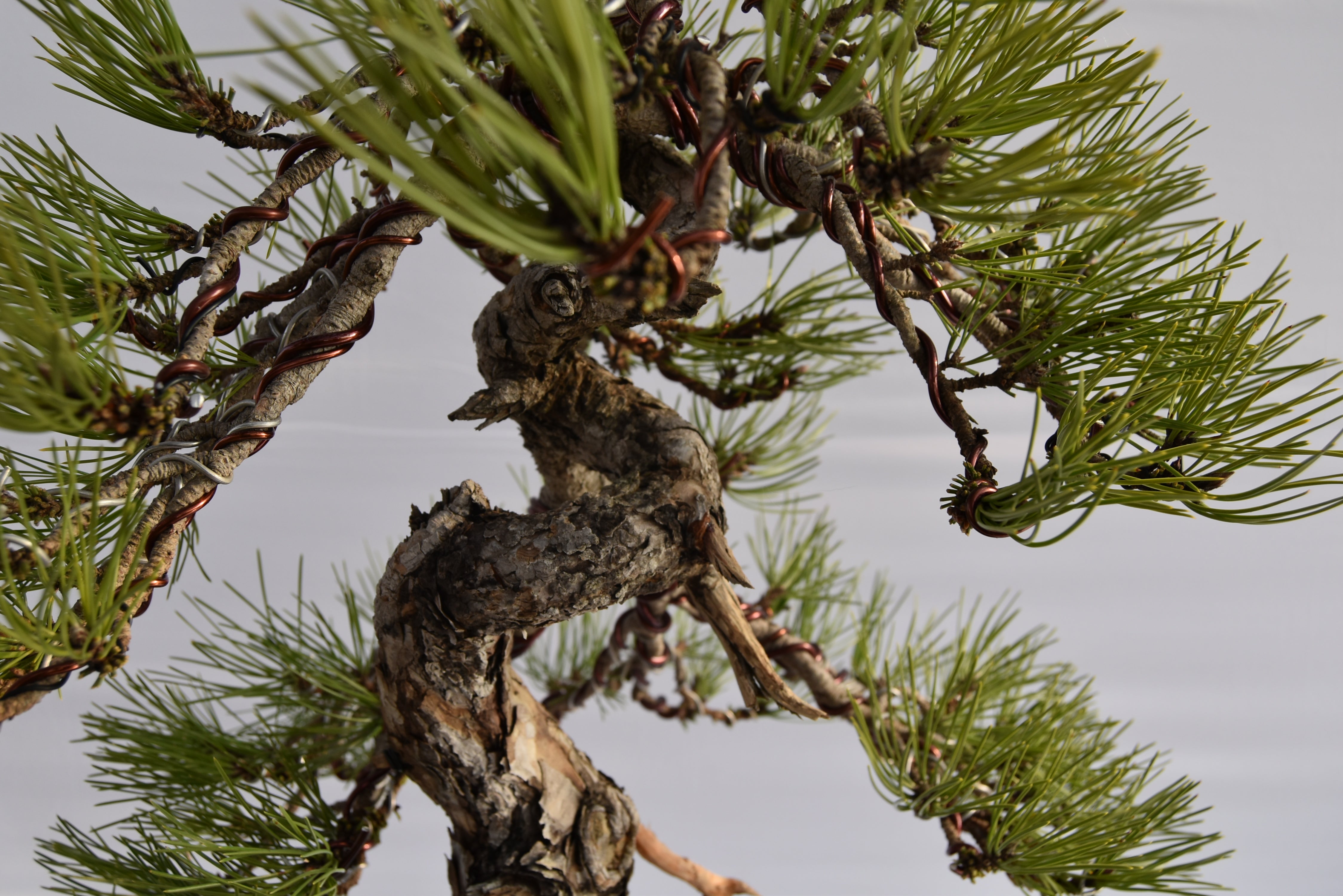 Pino Nigra "europeo" €2.300 | La Gemma del bonsai