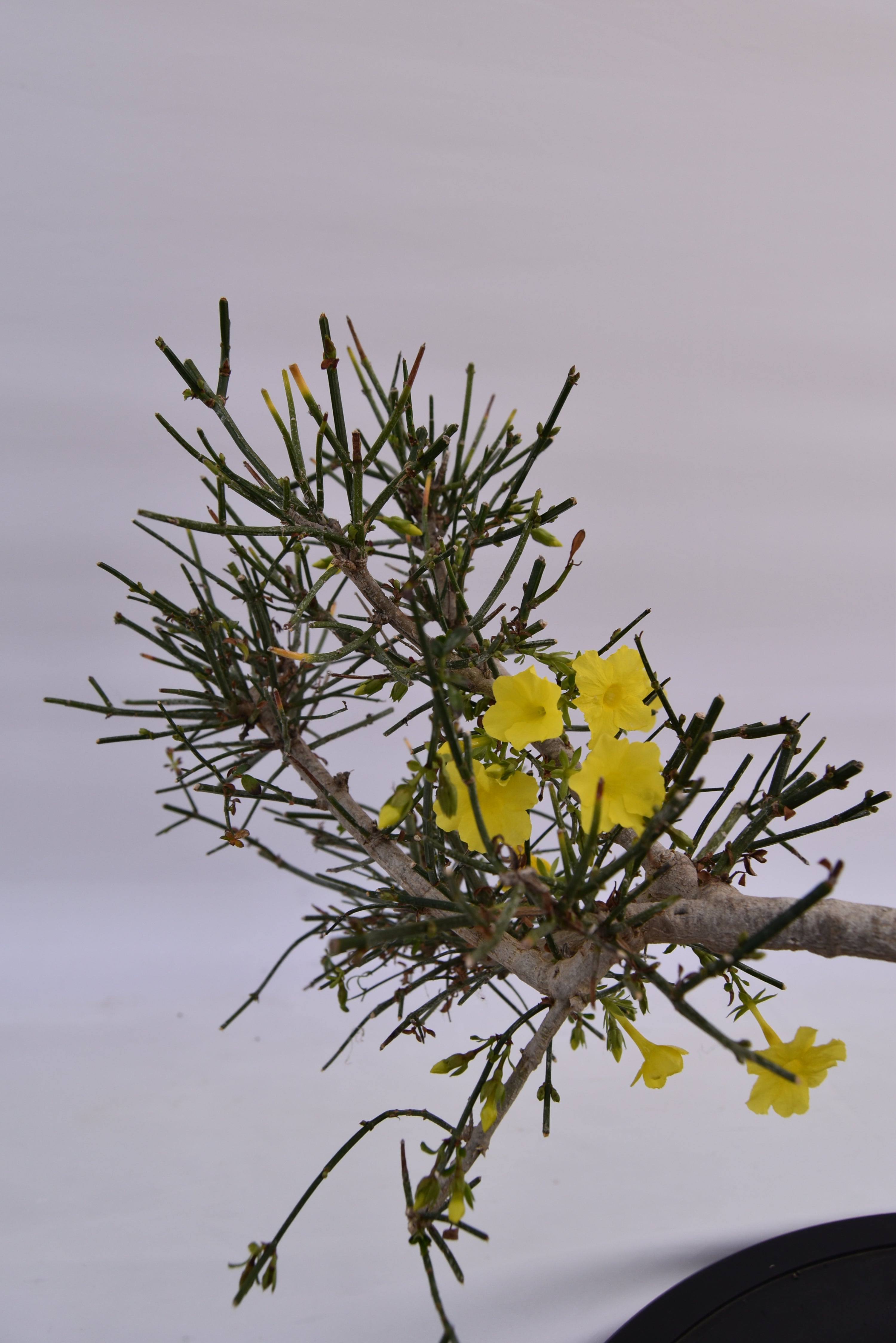 Gelsomino € 130 | La Gemma del bonsai