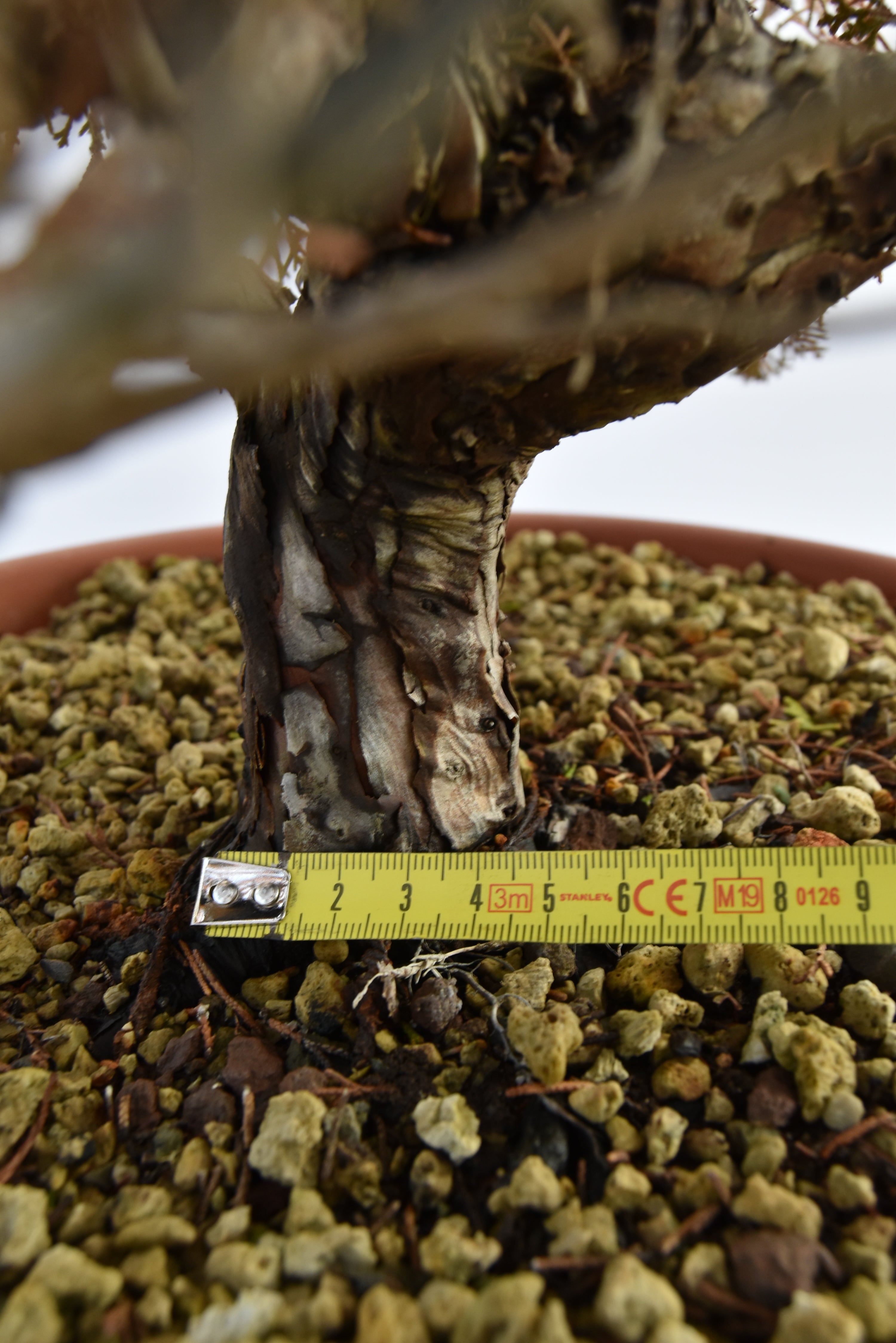 Ginepro Itoigawa € 380 | La Gemma del bonsai