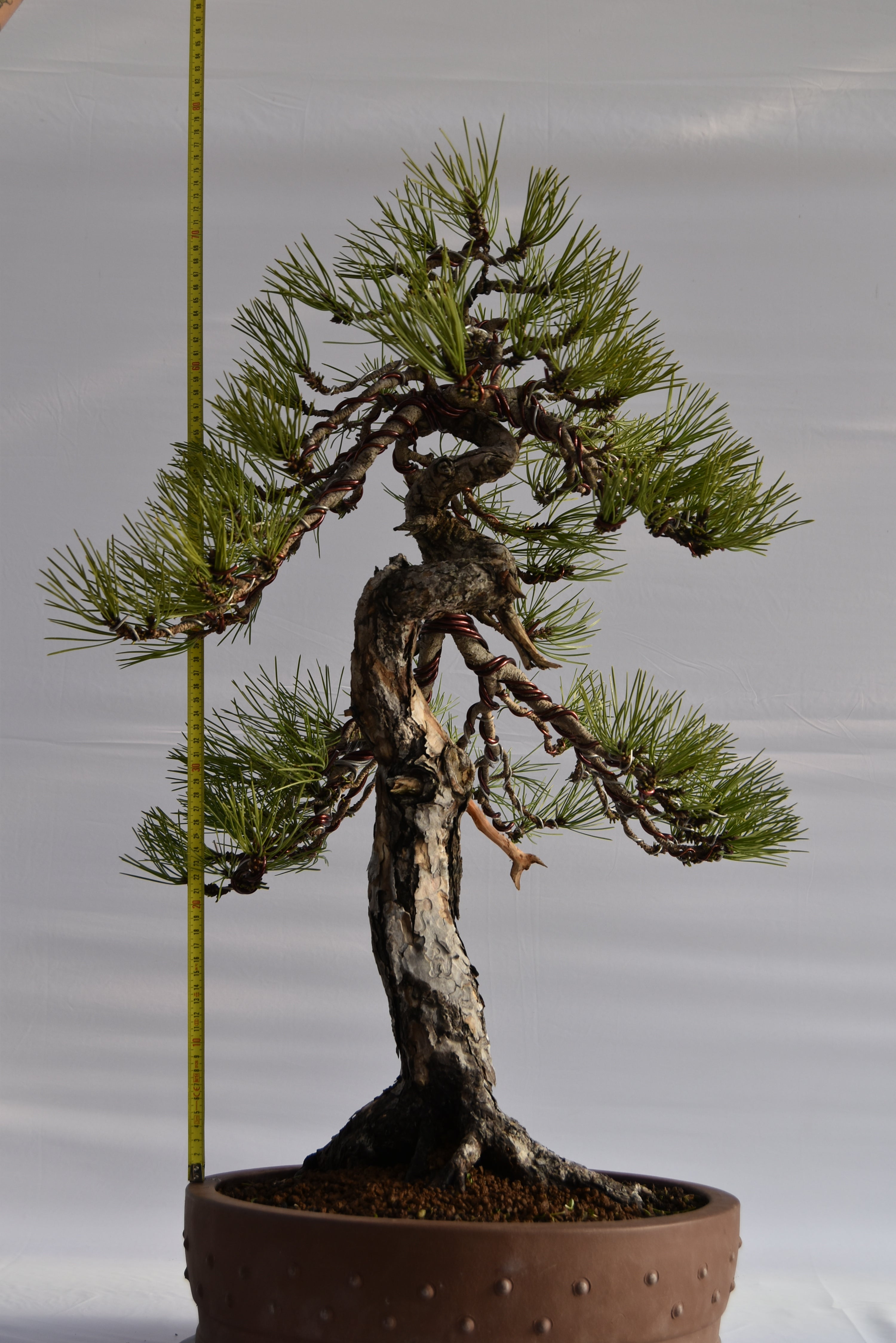 Pino Nigra "europeo" €2.300 | La Gemma del bonsai