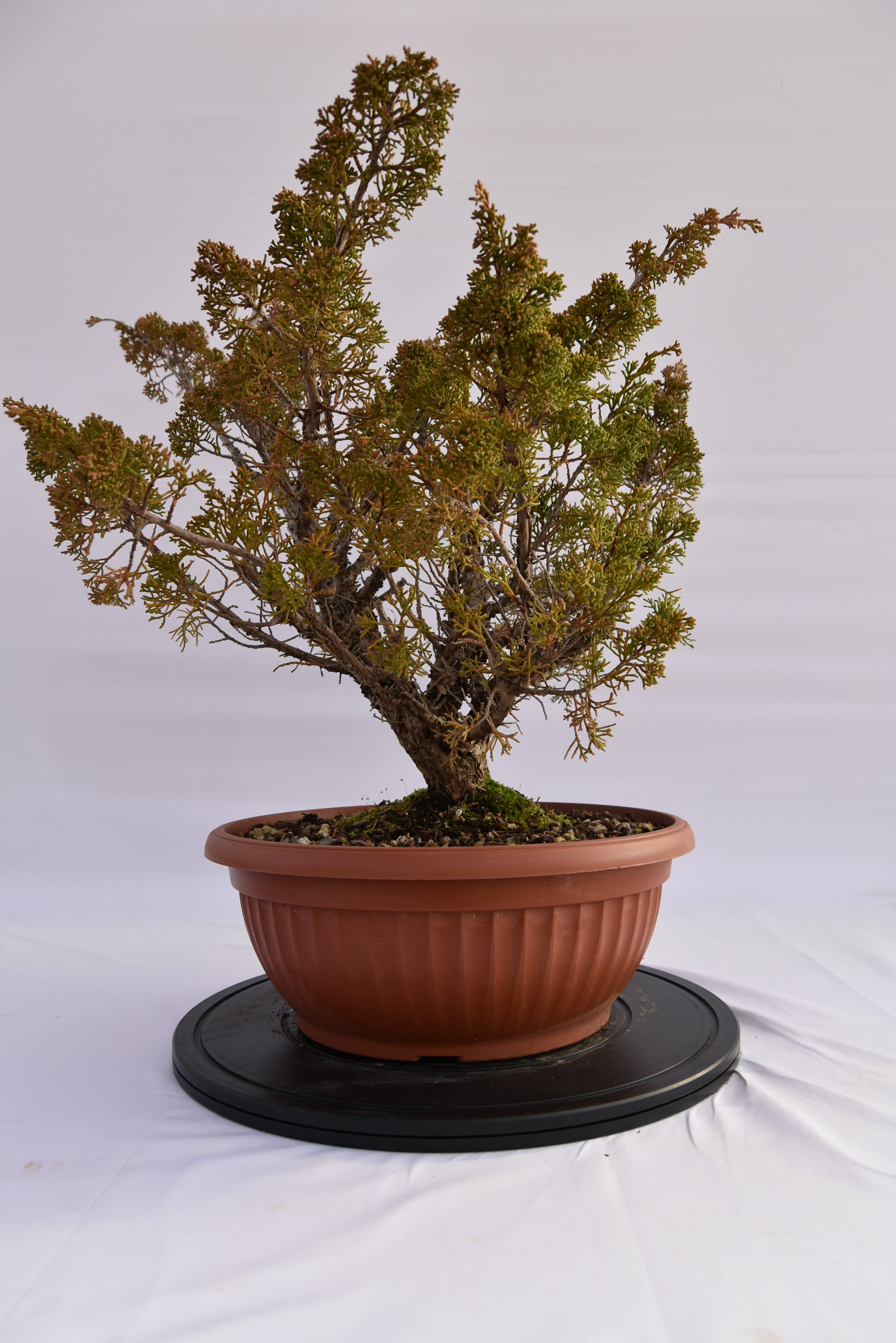Ginepro Kishu € 380 | La Gemma del bonsai