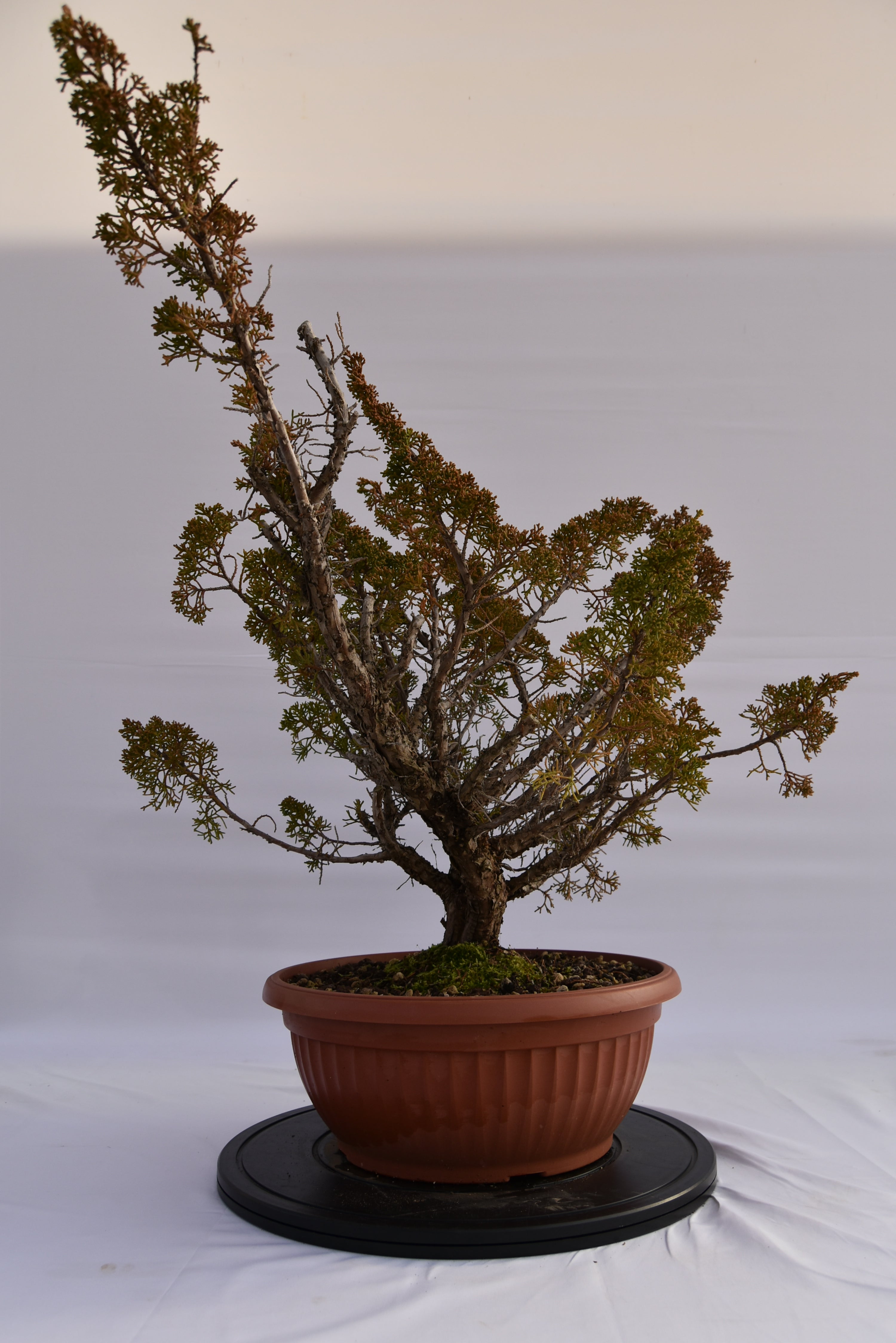 Ginepro Kishu € 380 | La Gemma del bonsai