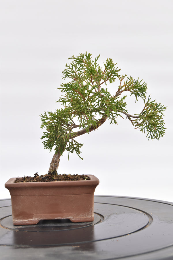 Ginepro Kishu € 80 | La Gemma del bonsai