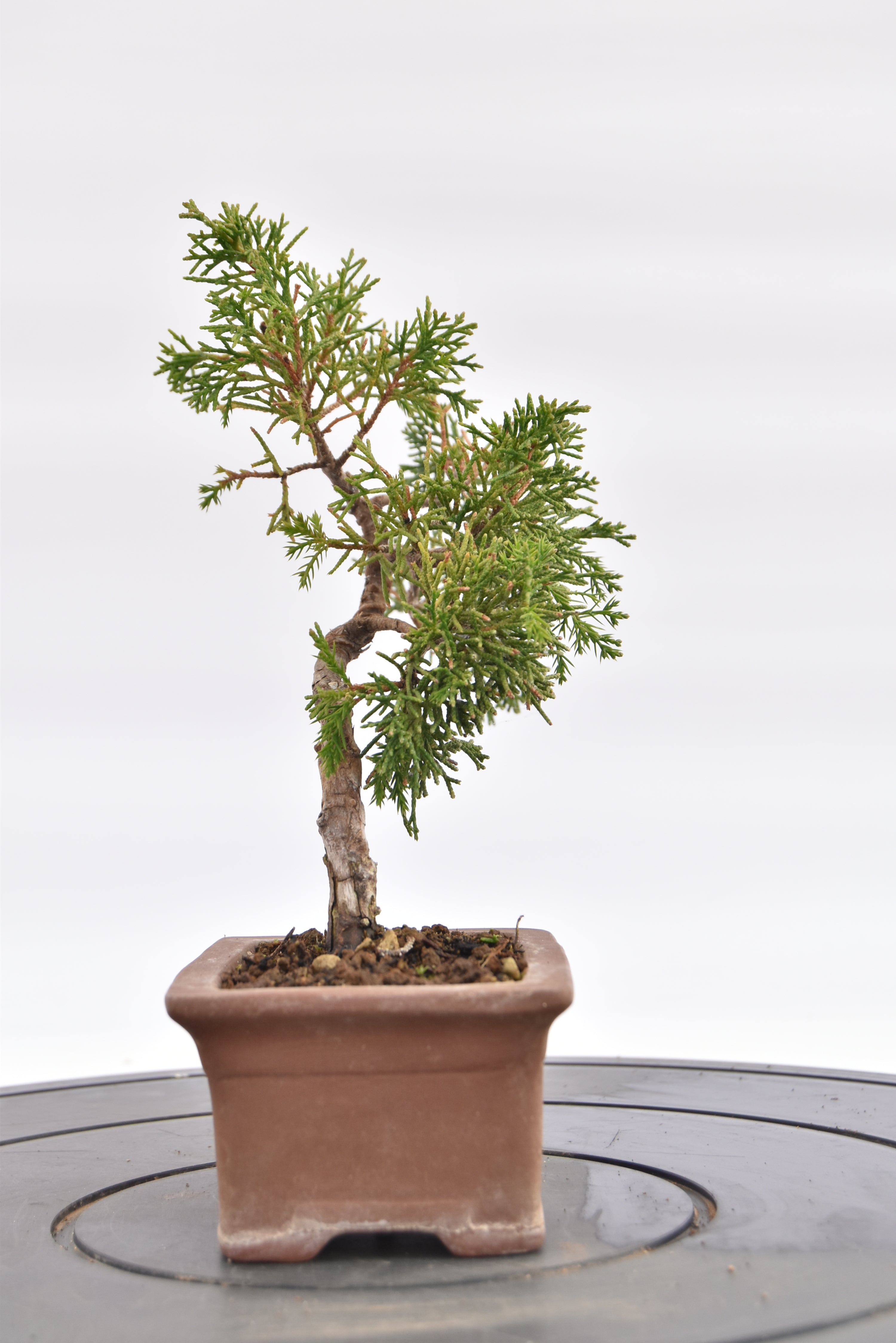 Ginepro Kishu € 80 | La Gemma del bonsai