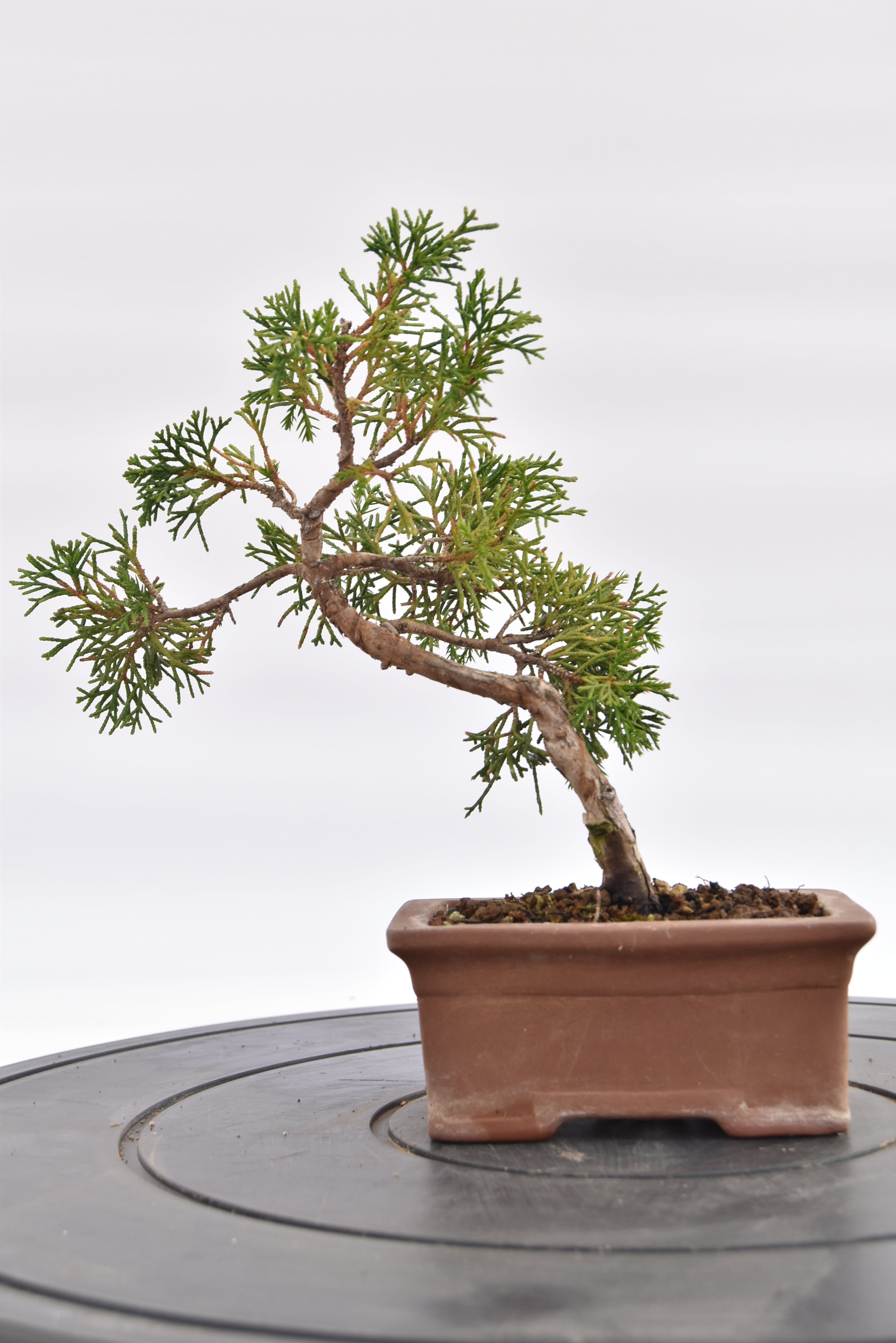 Ginepro Kishu € 80 | La Gemma del bonsai