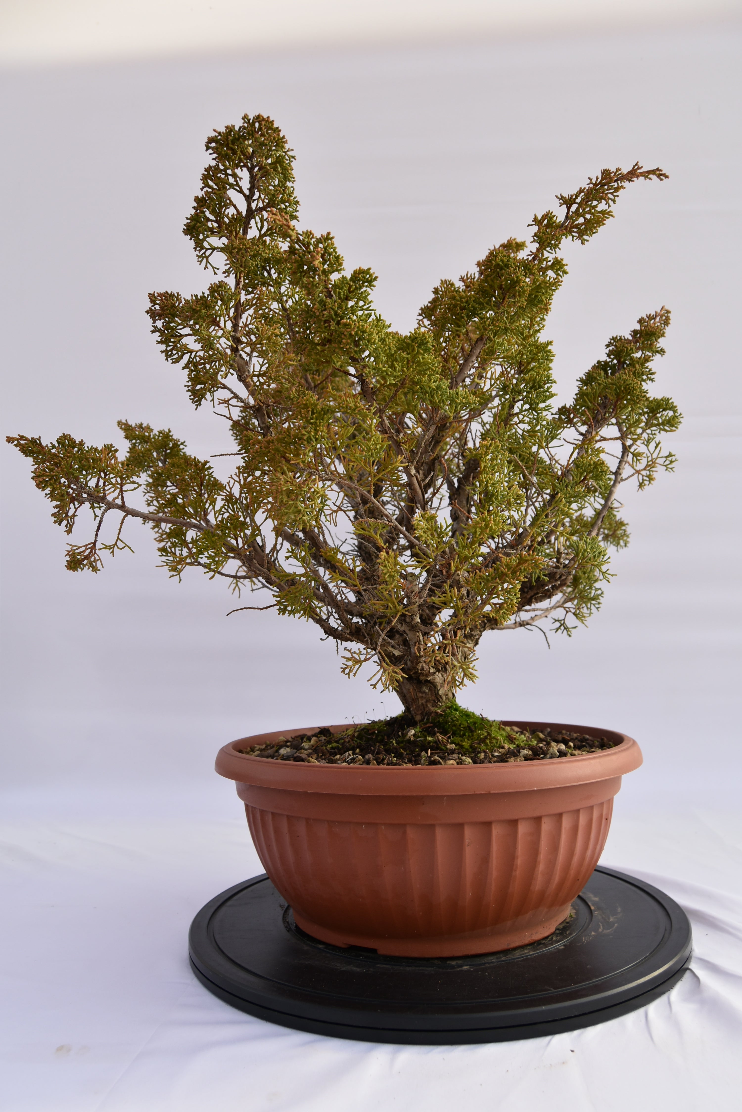 Ginepro Kishu € 380 | La Gemma del bonsai