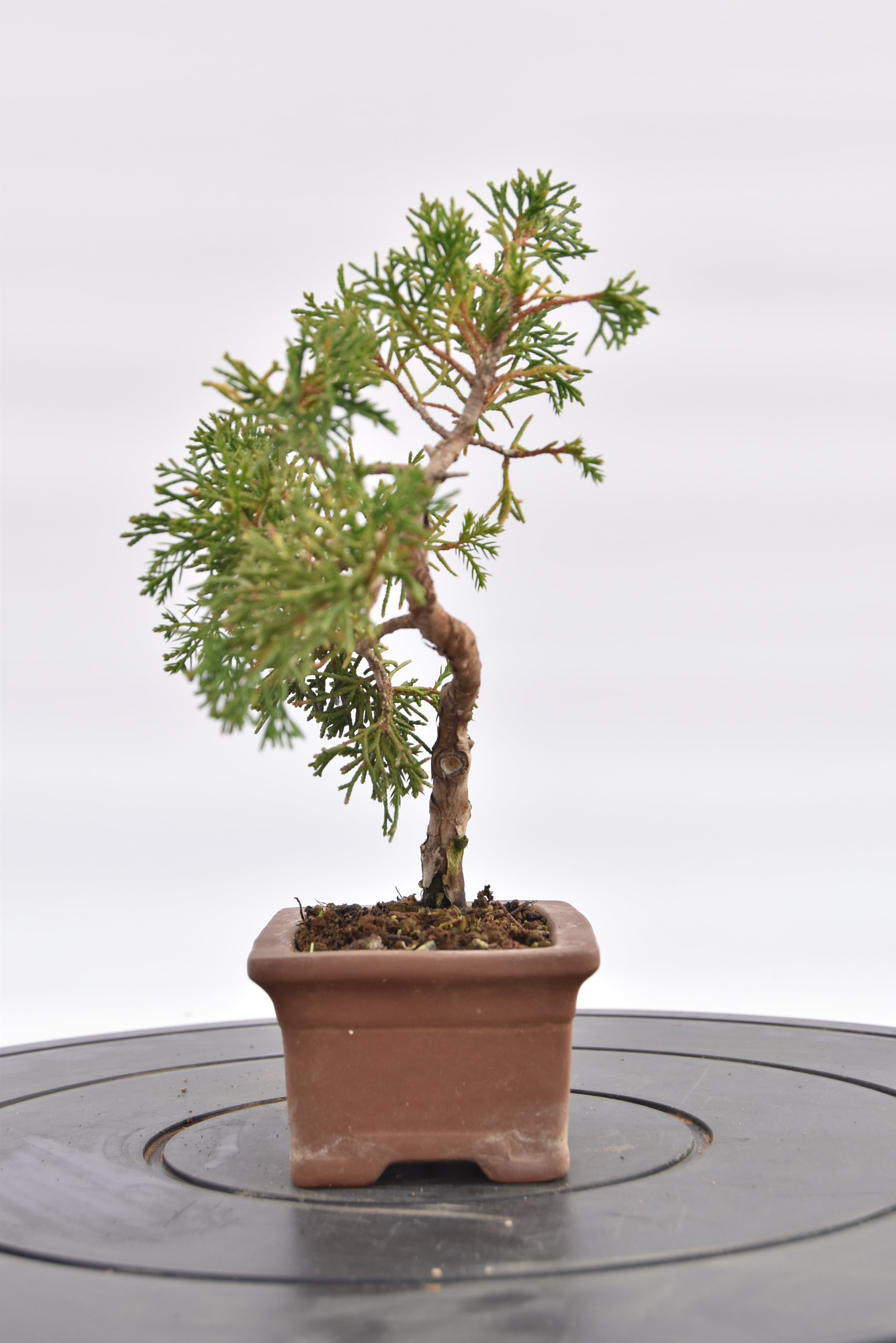 Ginepro Kishu € 80 | La Gemma del bonsai