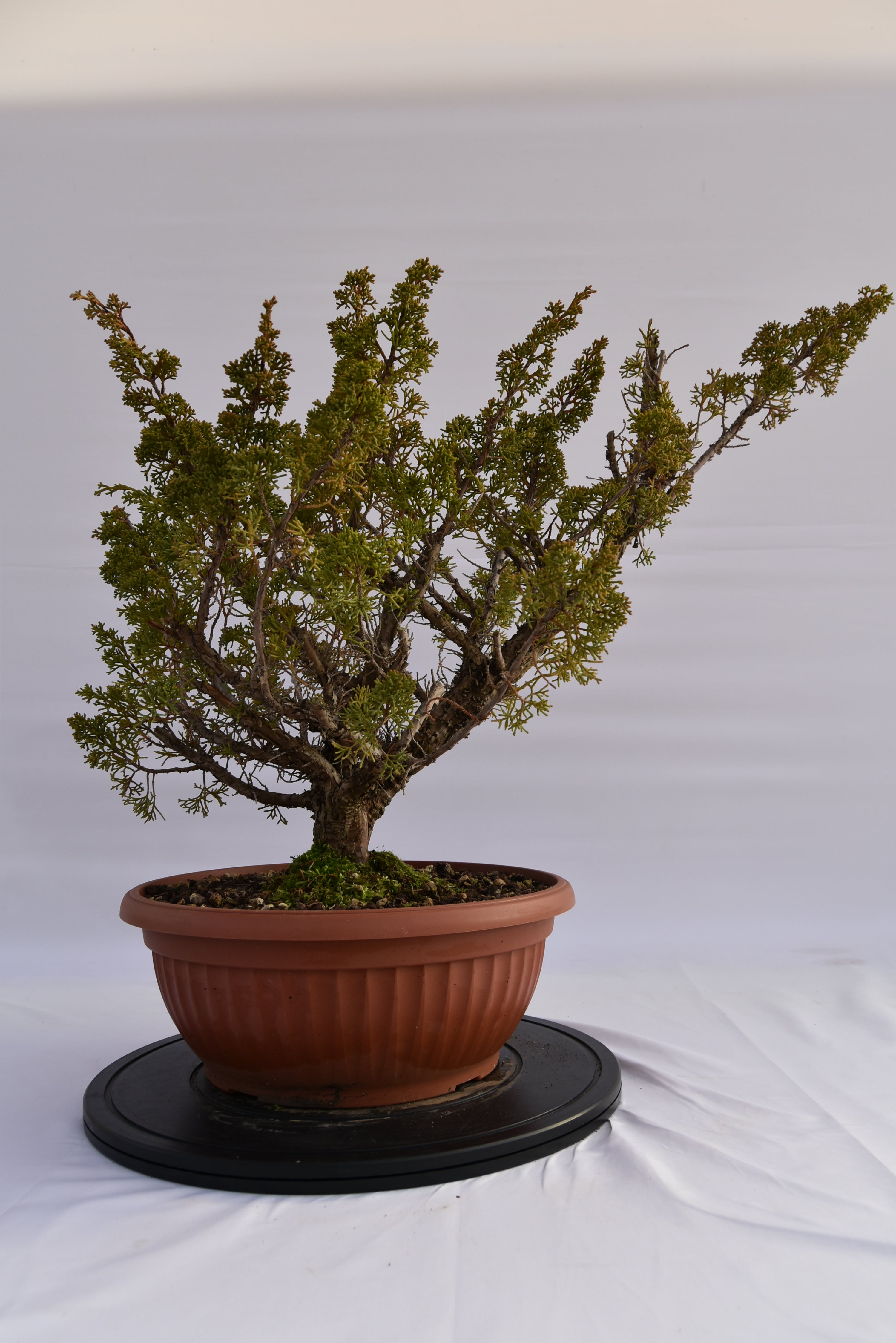 Ginepro Kishu € 380 | La Gemma del bonsai