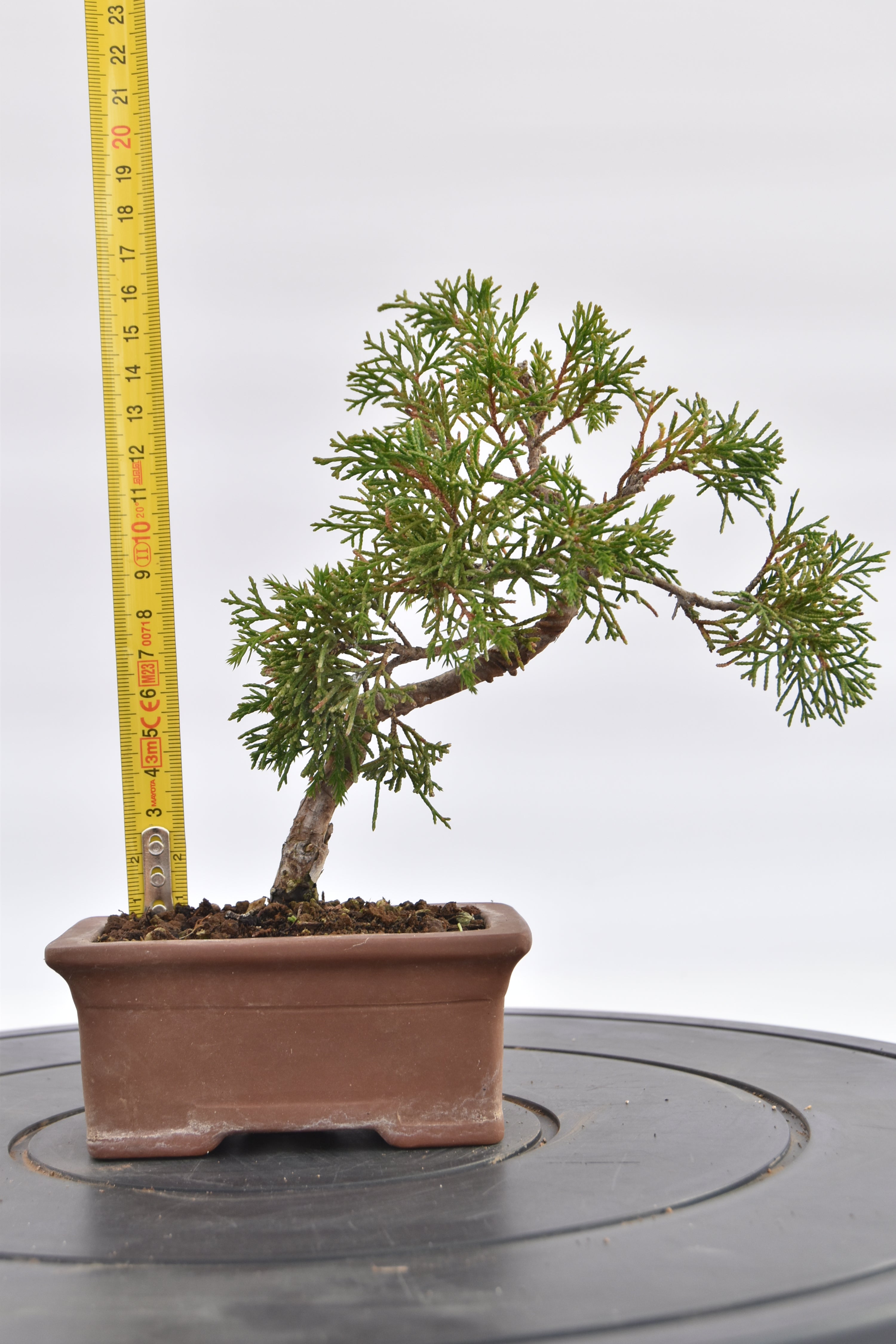 Ginepro Kishu € 80 | La Gemma del bonsai